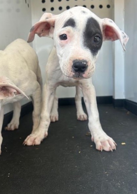 Please Donate to Save Lilly and Keep These Sisters Together campaign photo, 7 of 8