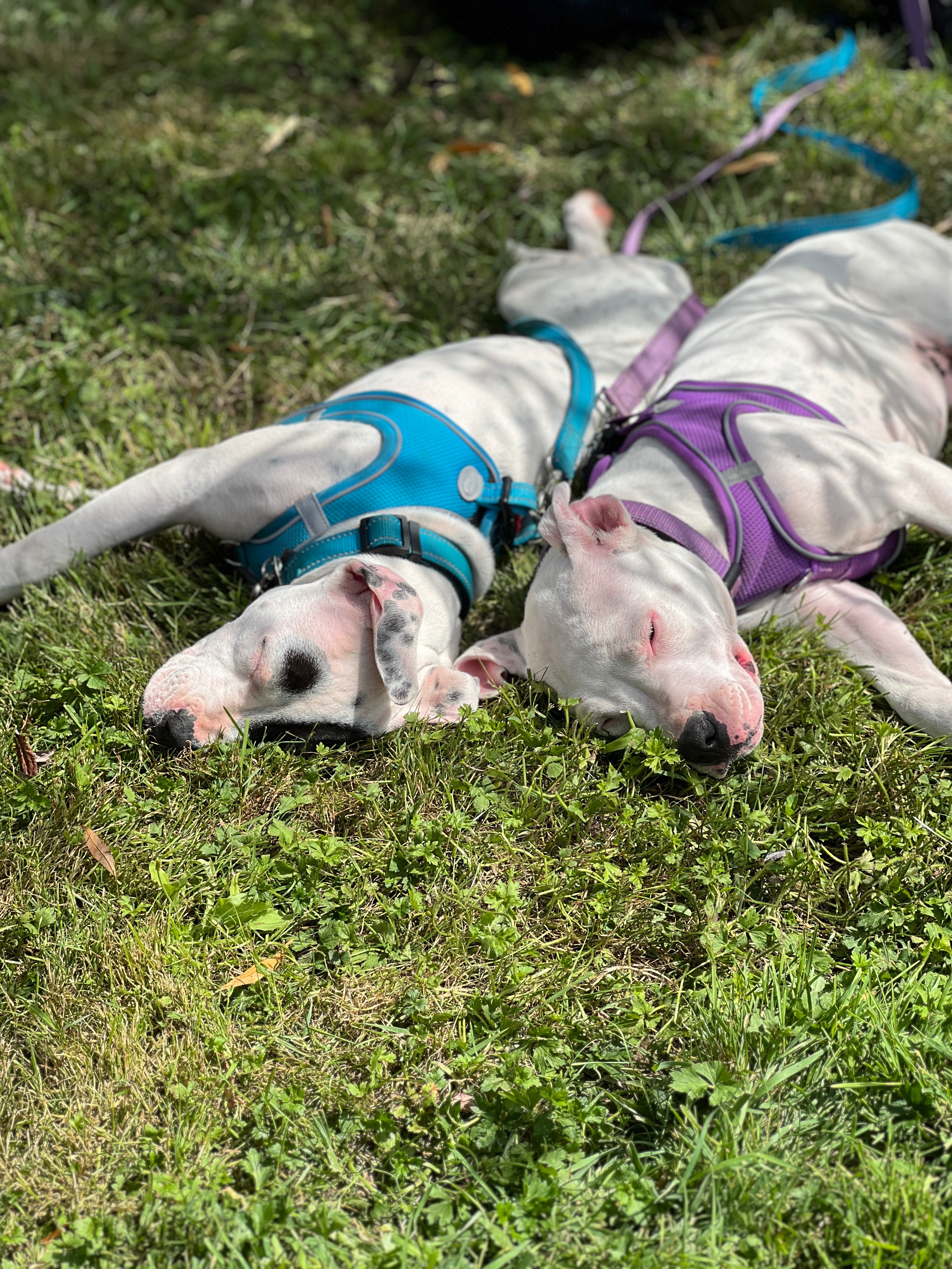 Please Donate to Save Lilly and Keep These Sisters Together campaign photo, 4 of 8