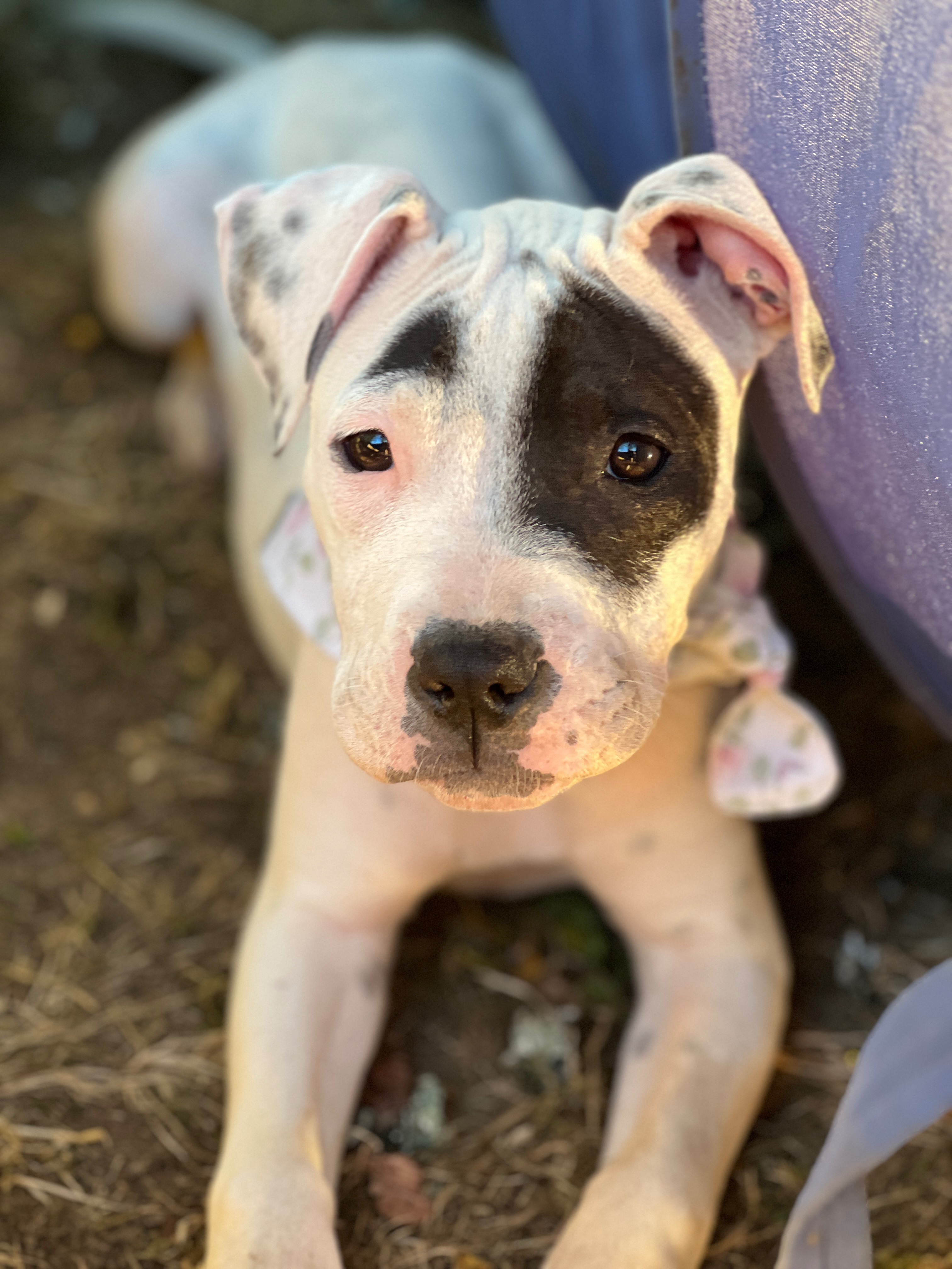 Please Donate to Save Lilly and Keep These Sisters Together campaign photo, 6 of 8