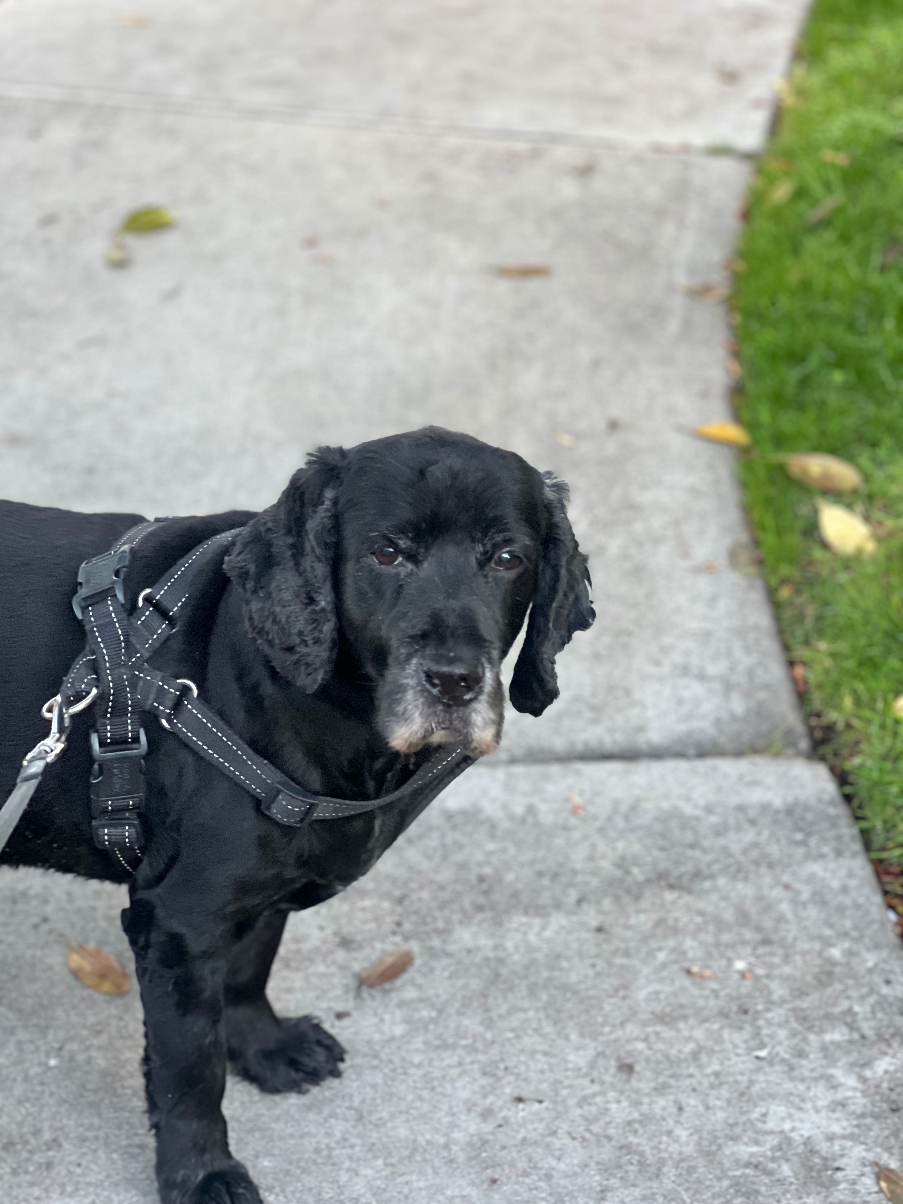 Give Arni the Chance He Deserves campaign photo, 6 of 6