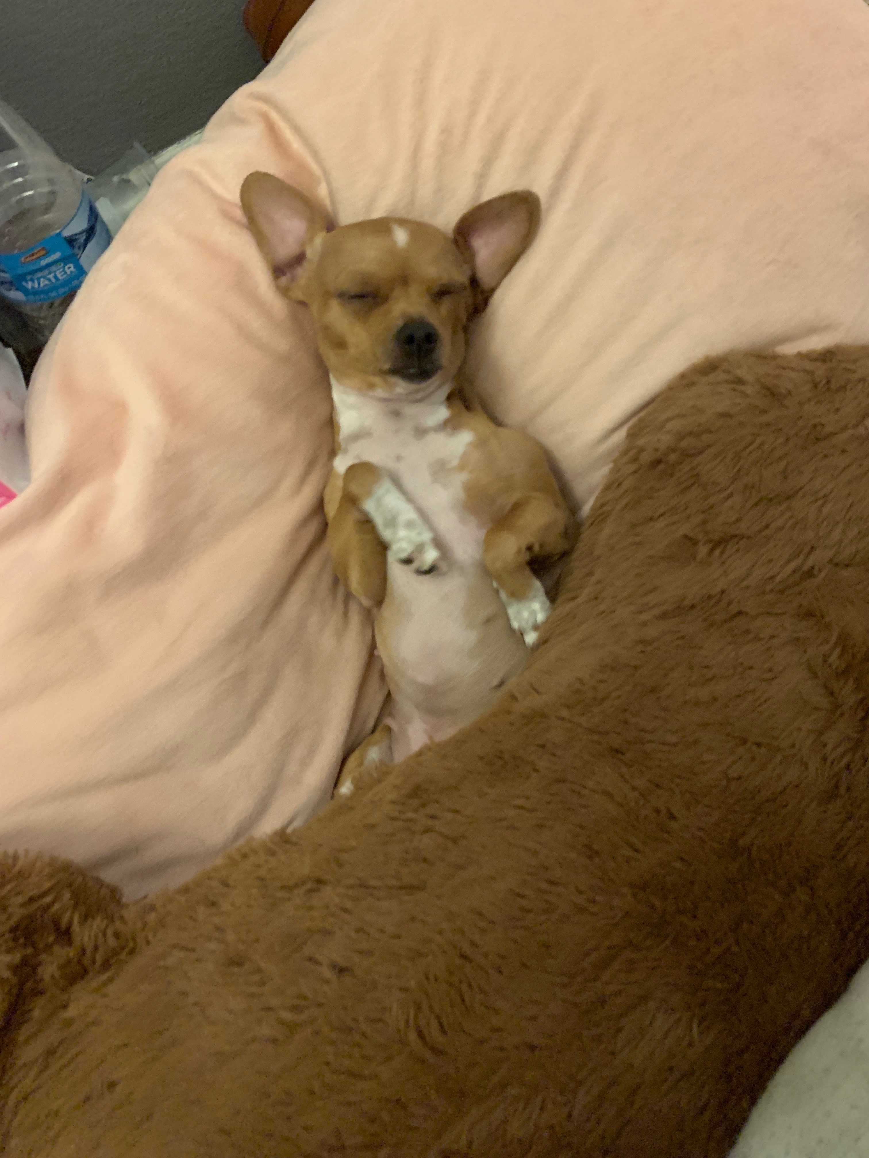 Support Baby Daisy's Surgery and Recovery campaign photo, 5 of 6