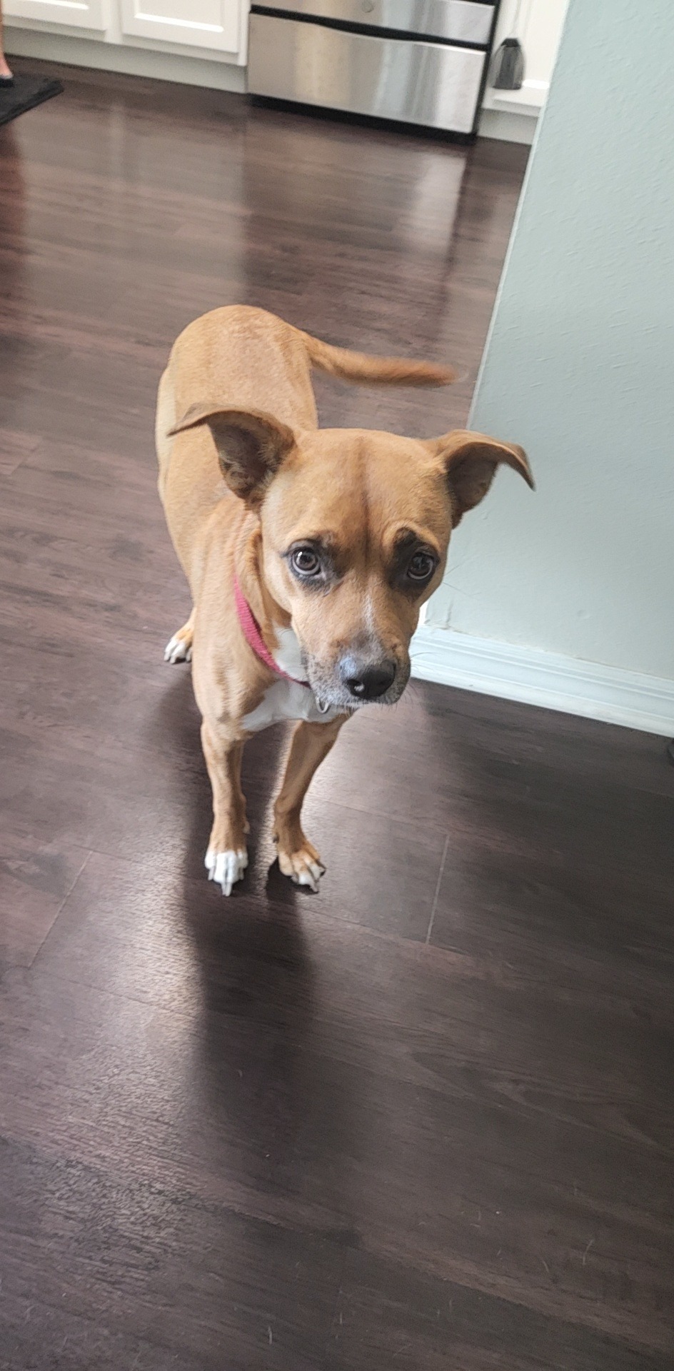 Help Cover Daisy's Cancer Treatment campaign photo, 2 of 7