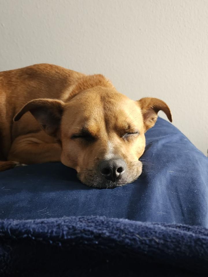 Help Cover Daisy's Cancer Treatment campaign photo, 6 of 7