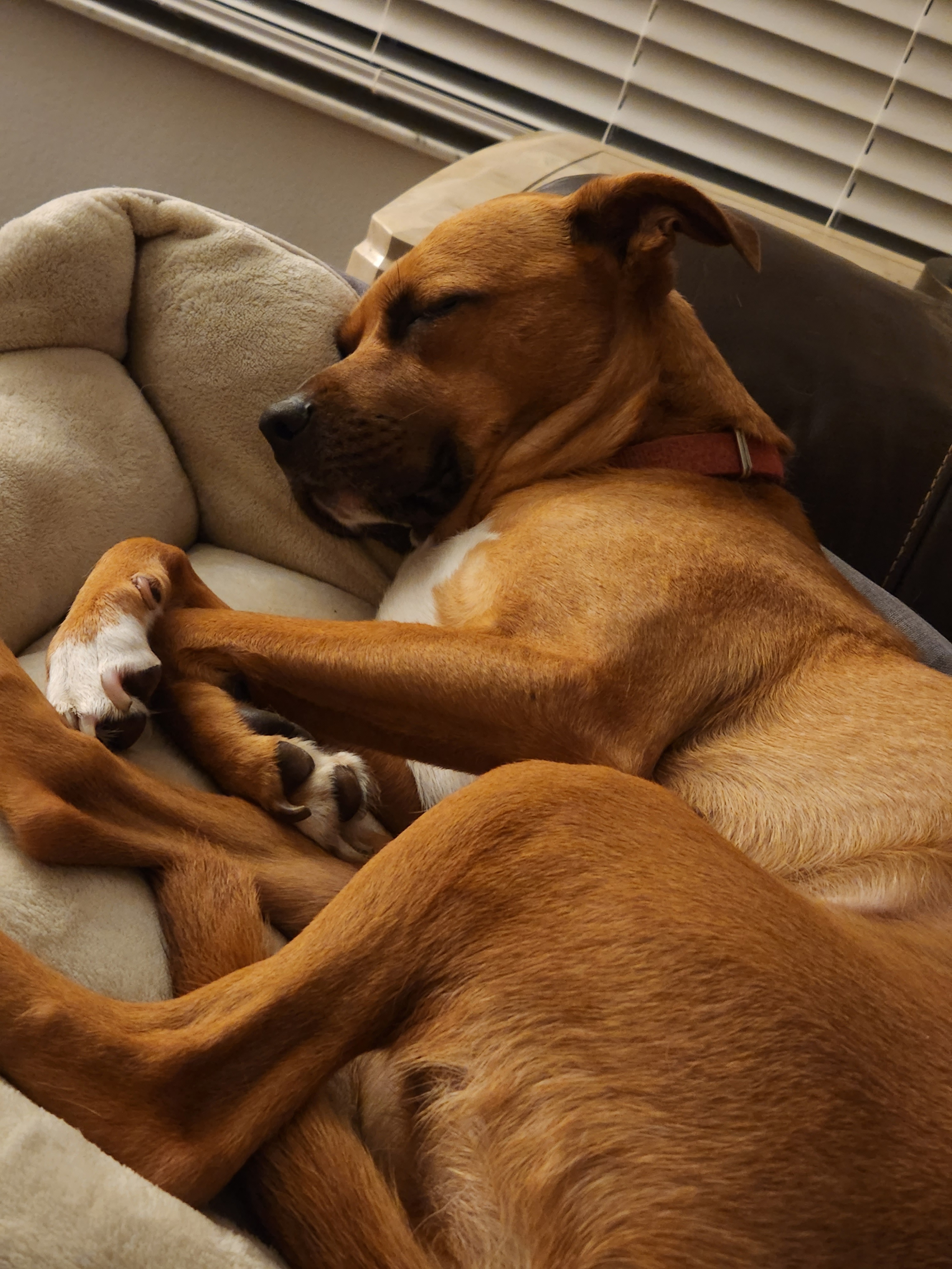 Help Cover Daisy's Cancer Treatment campaign photo, 5 of 7