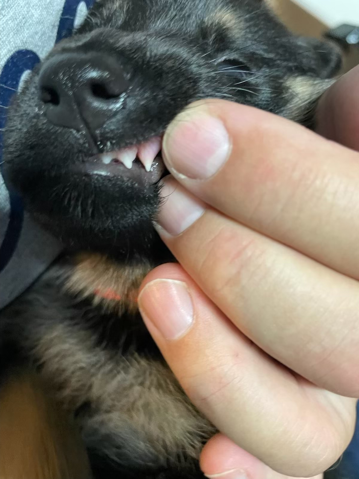 Rescued one and then got 8! campaign photo, 2 of 4