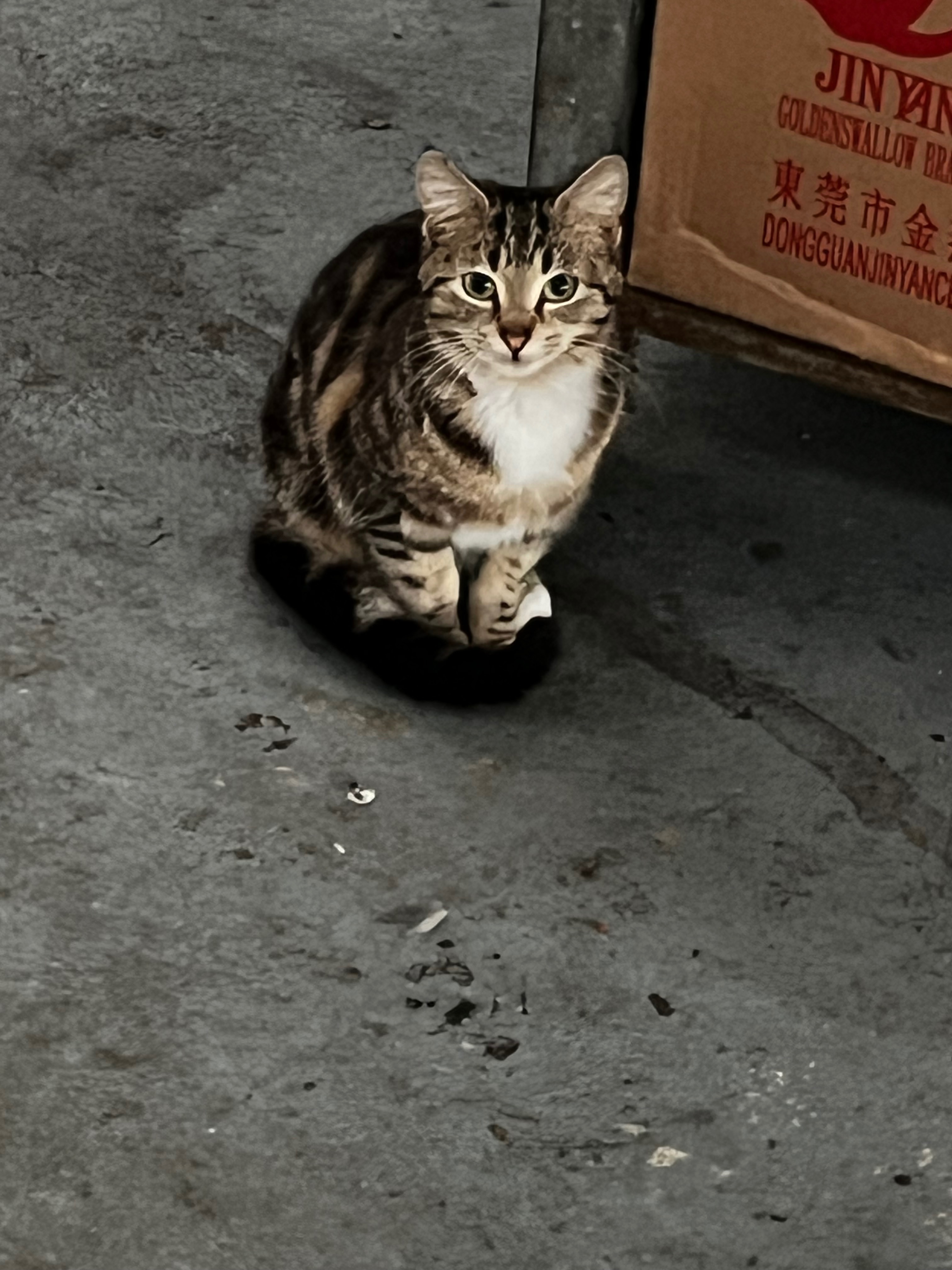 Helpless street cats campaign photo, 2 of 8