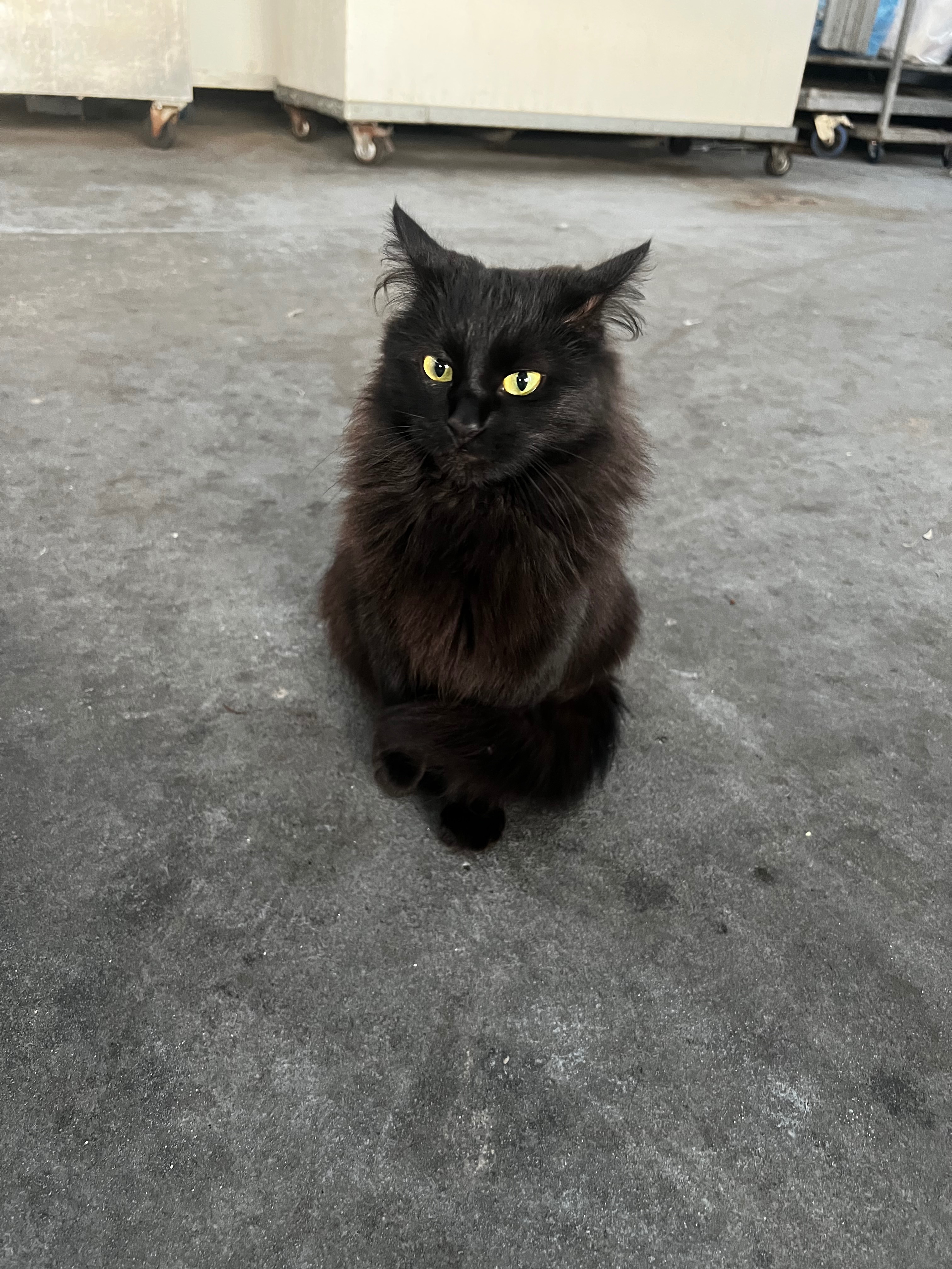 Helpless street cats campaign photo, 4 of 8