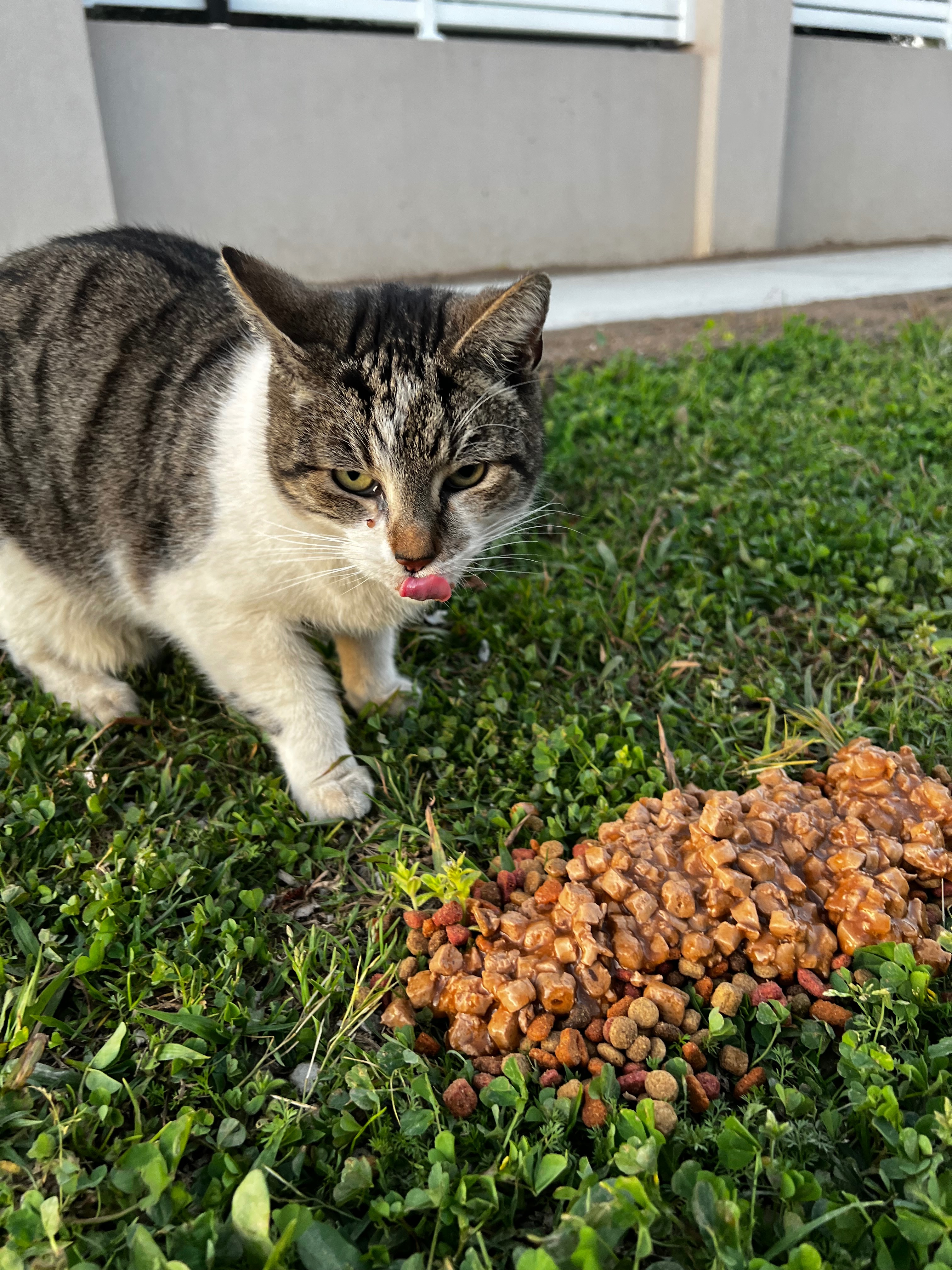 Helpless street cats campaign photo, 6 of 8