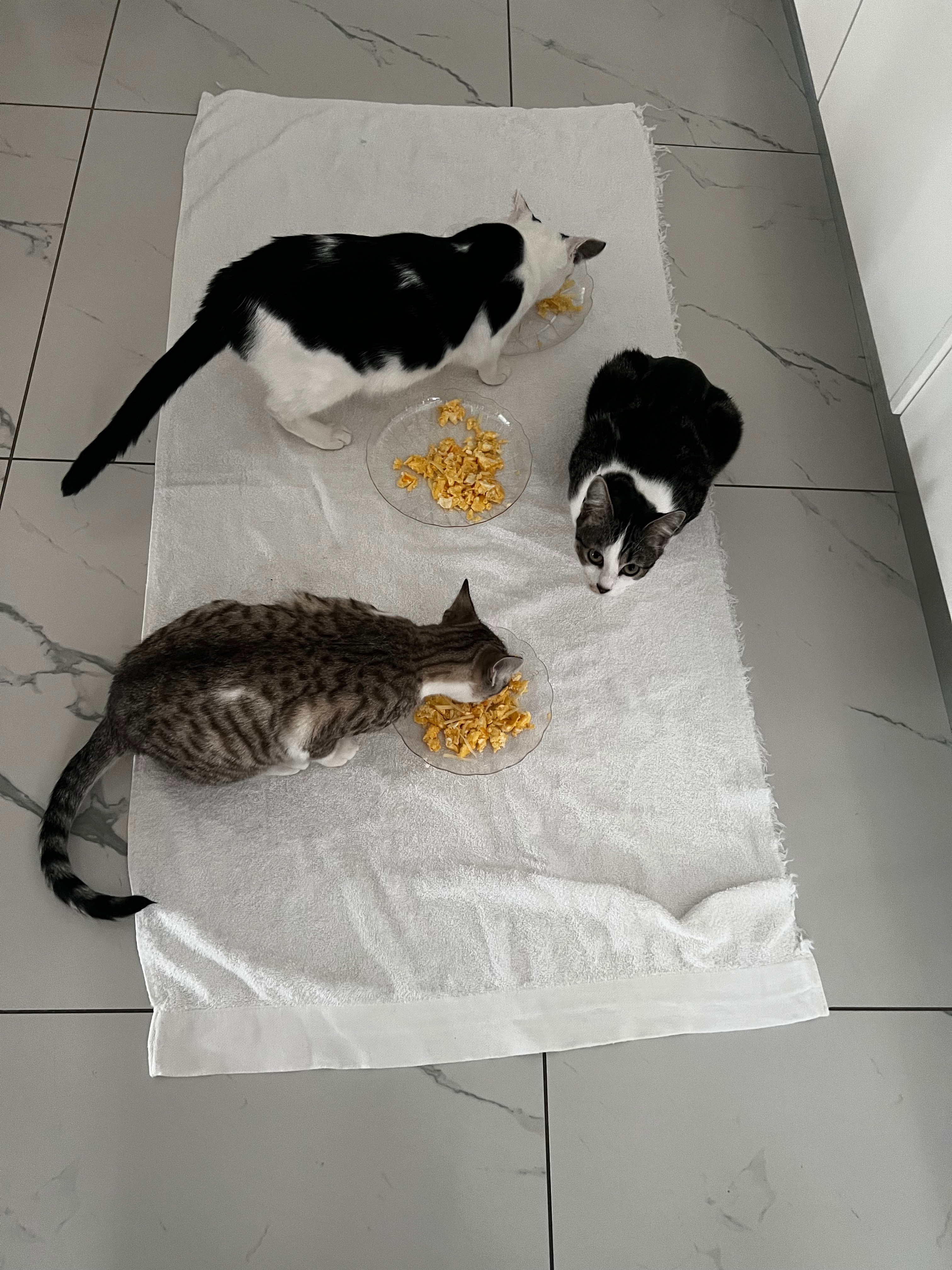 Helpless street cats campaign photo, 5 of 8
