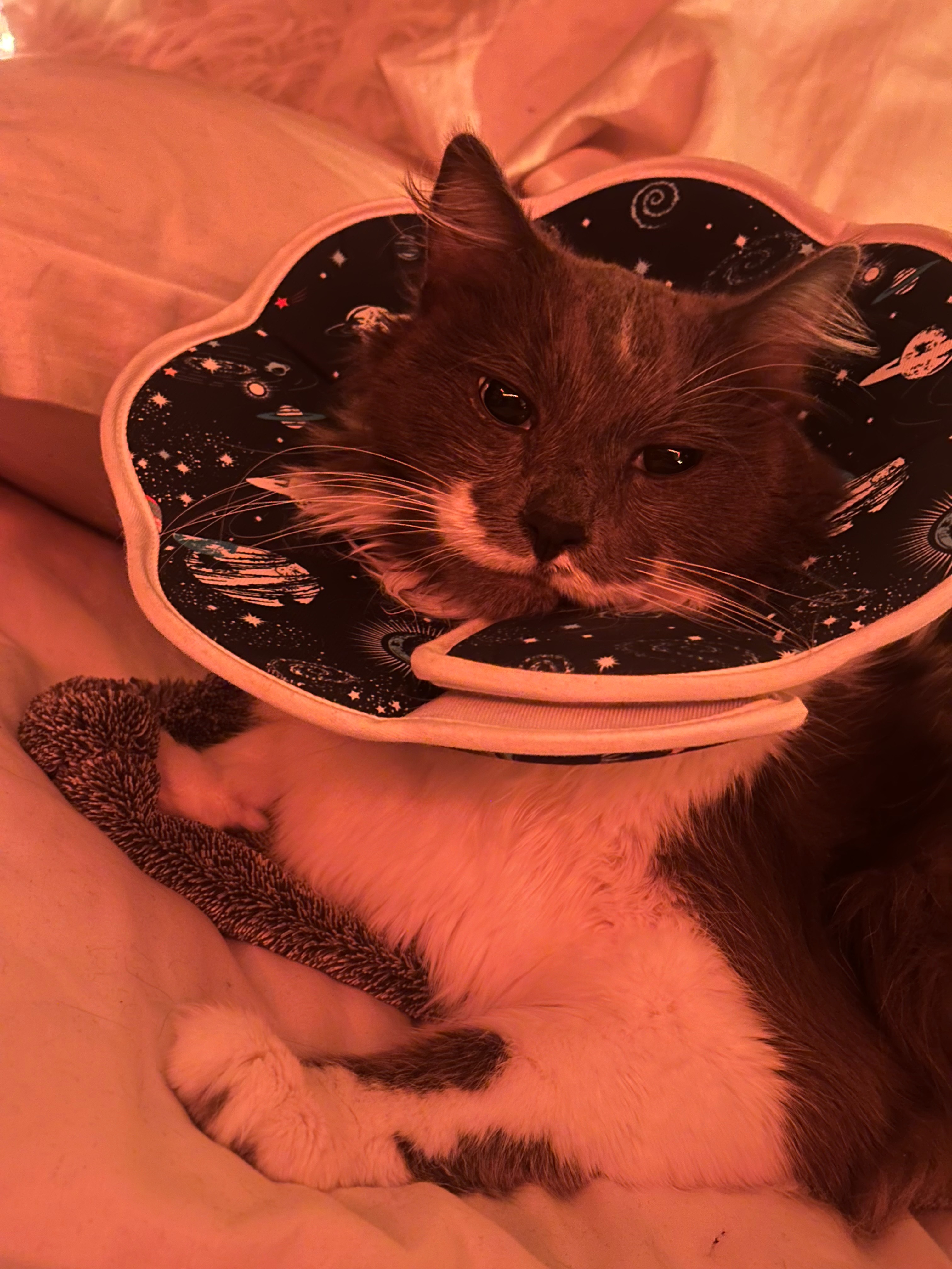 Help Me Recover from a Series of Unexpected Vet Emergencies campaign photo, 7 of 8