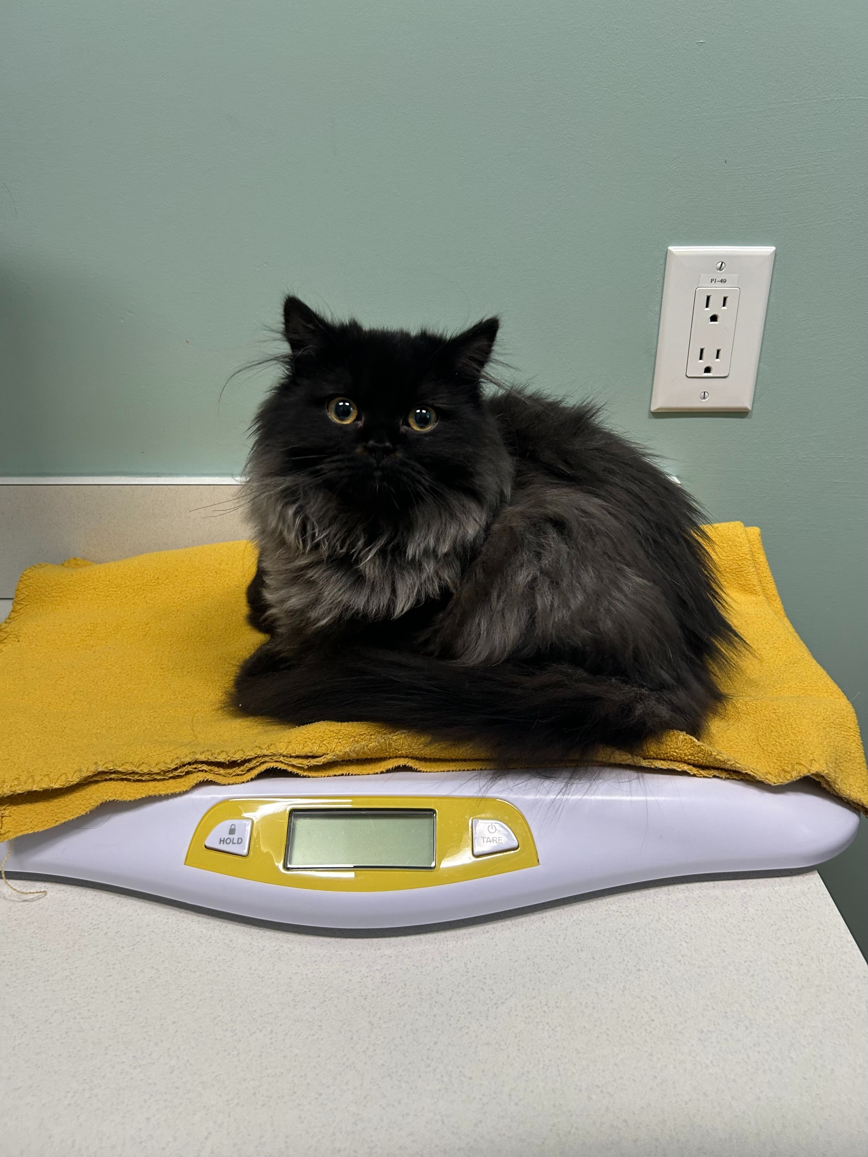 Help Me Recover from a Series of Unexpected Vet Emergencies campaign photo, 2 of 8