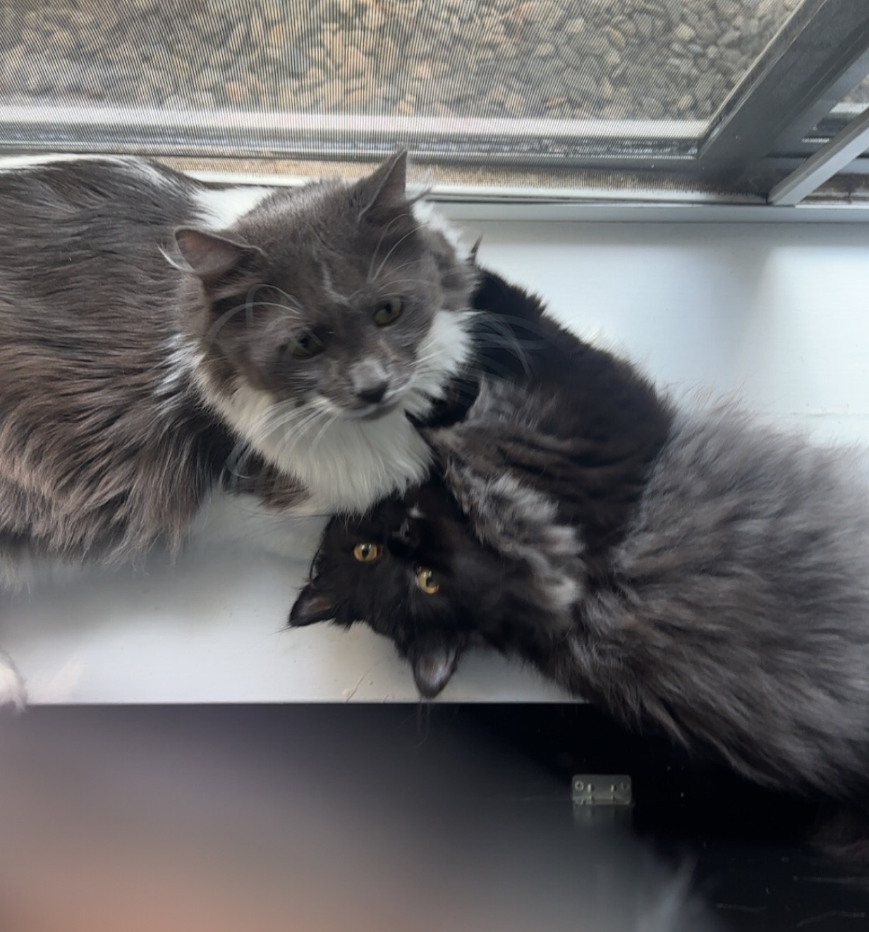 Help Me Recover from a Series of Unexpected Vet Emergencies campaign photo, 4 of 8