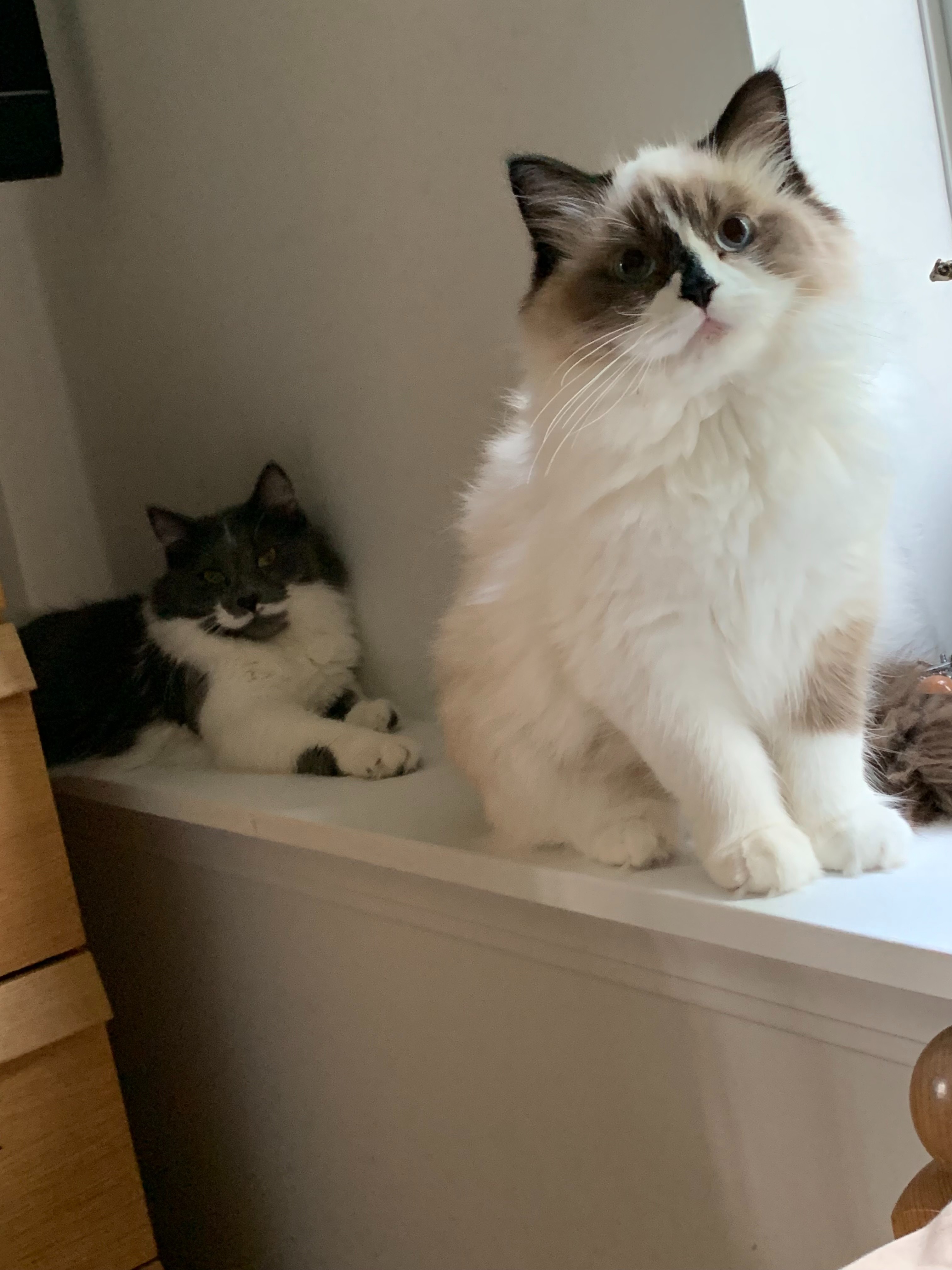 Help Me Recover from a Series of Unexpected Vet Emergencies campaign photo, 5 of 8