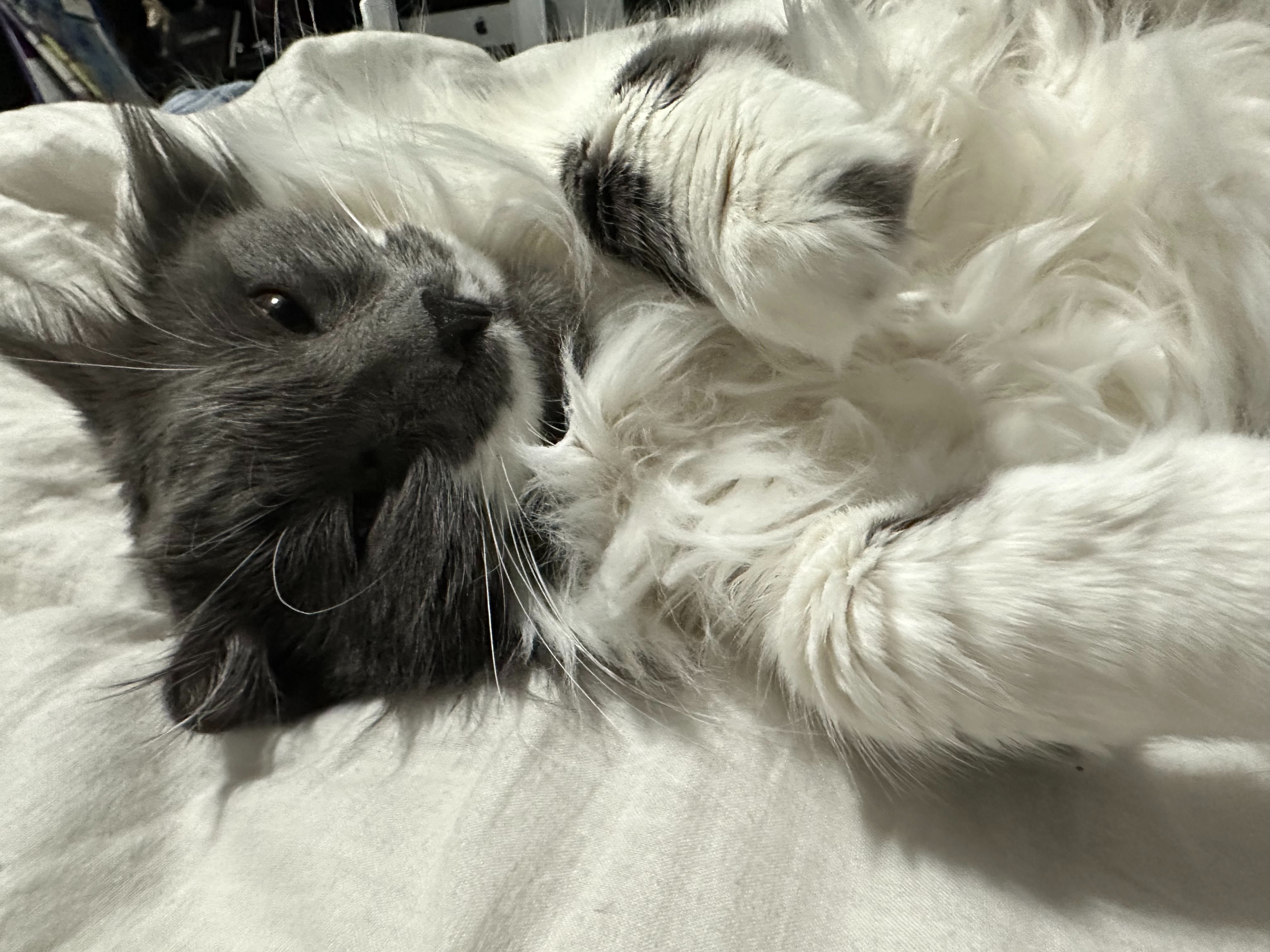 Help Me Recover from a Series of Unexpected Vet Emergencies campaign photo, 6 of 8