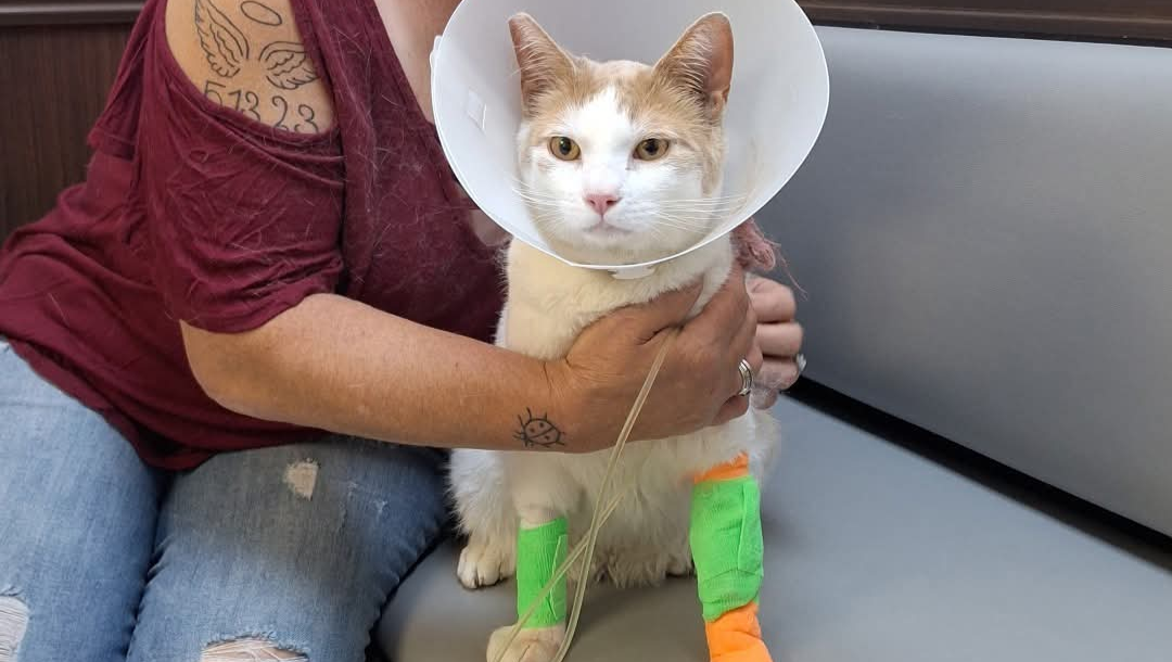 Help Browley Recover from Life-Saving Surgery pinned link photo