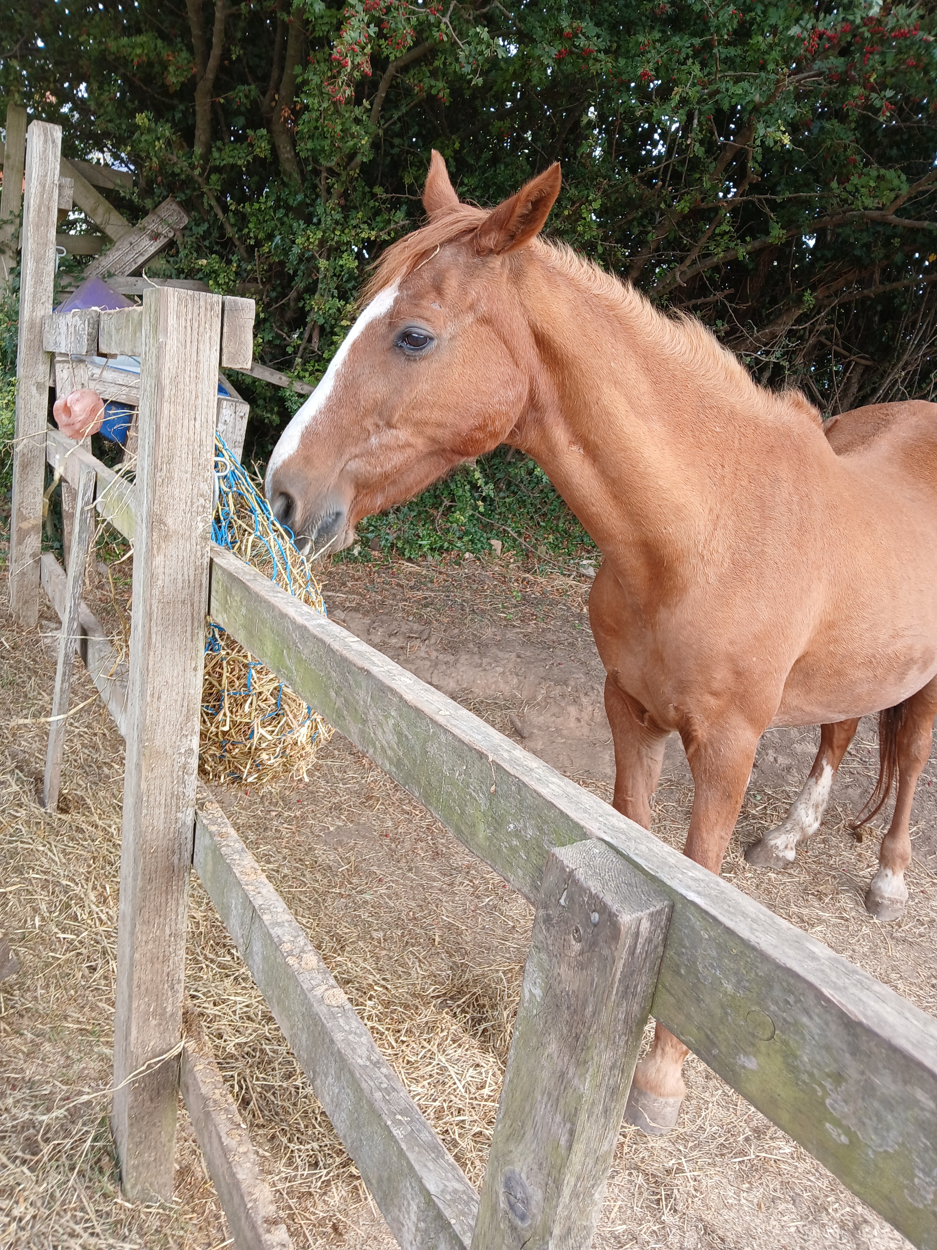 Our golden oldies @ Tak rescue campaign photo, 6 of 8