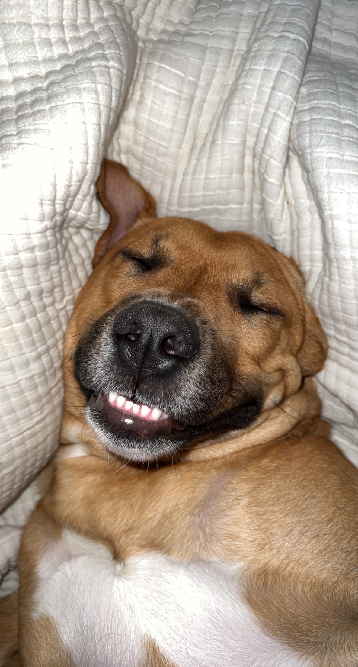 Help Frankie Run Again: Surgery Needed campaign photo, 2 of 7