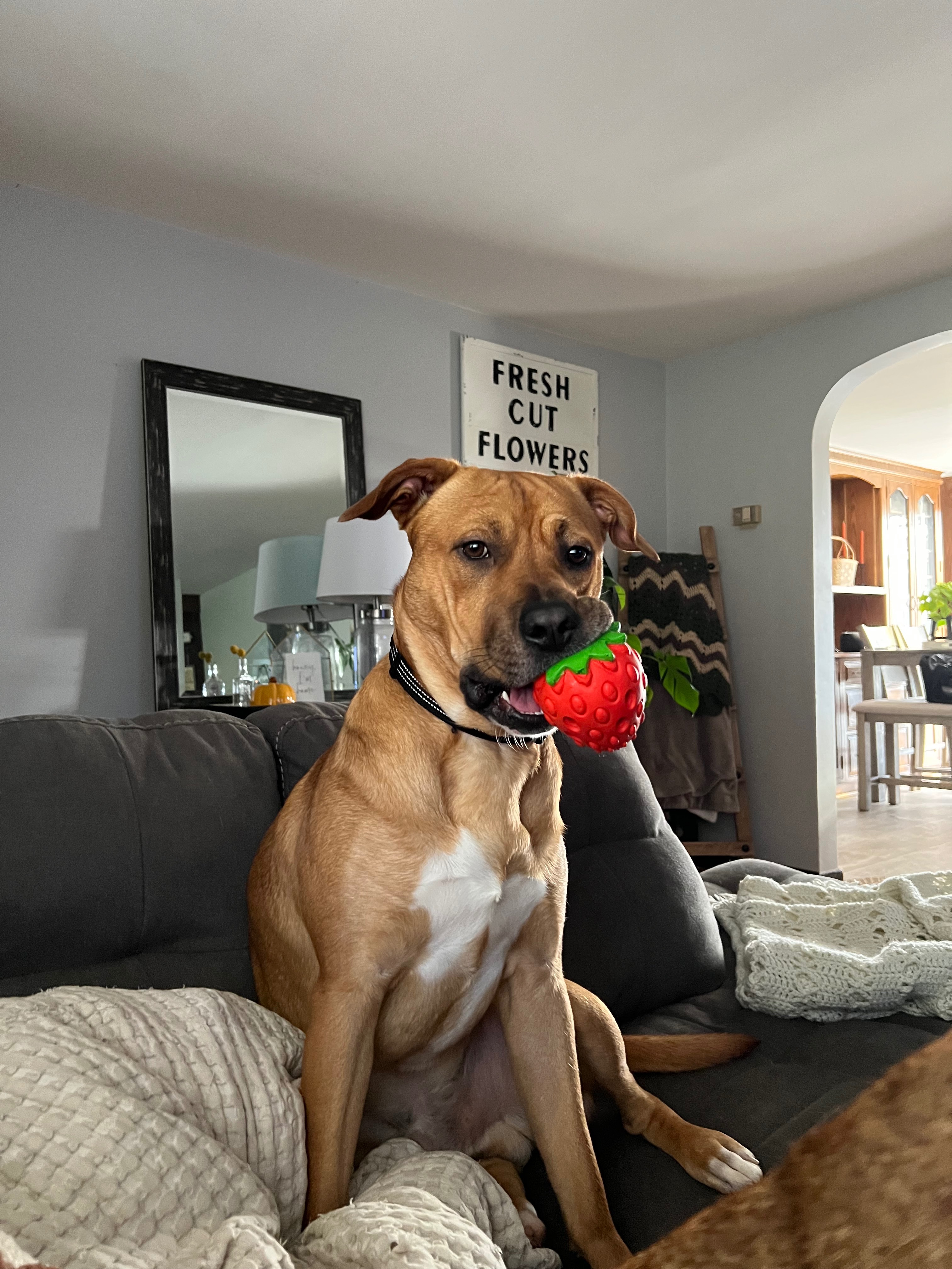 Help Frankie Run Again: Surgery Needed campaign photo, 4 of 7