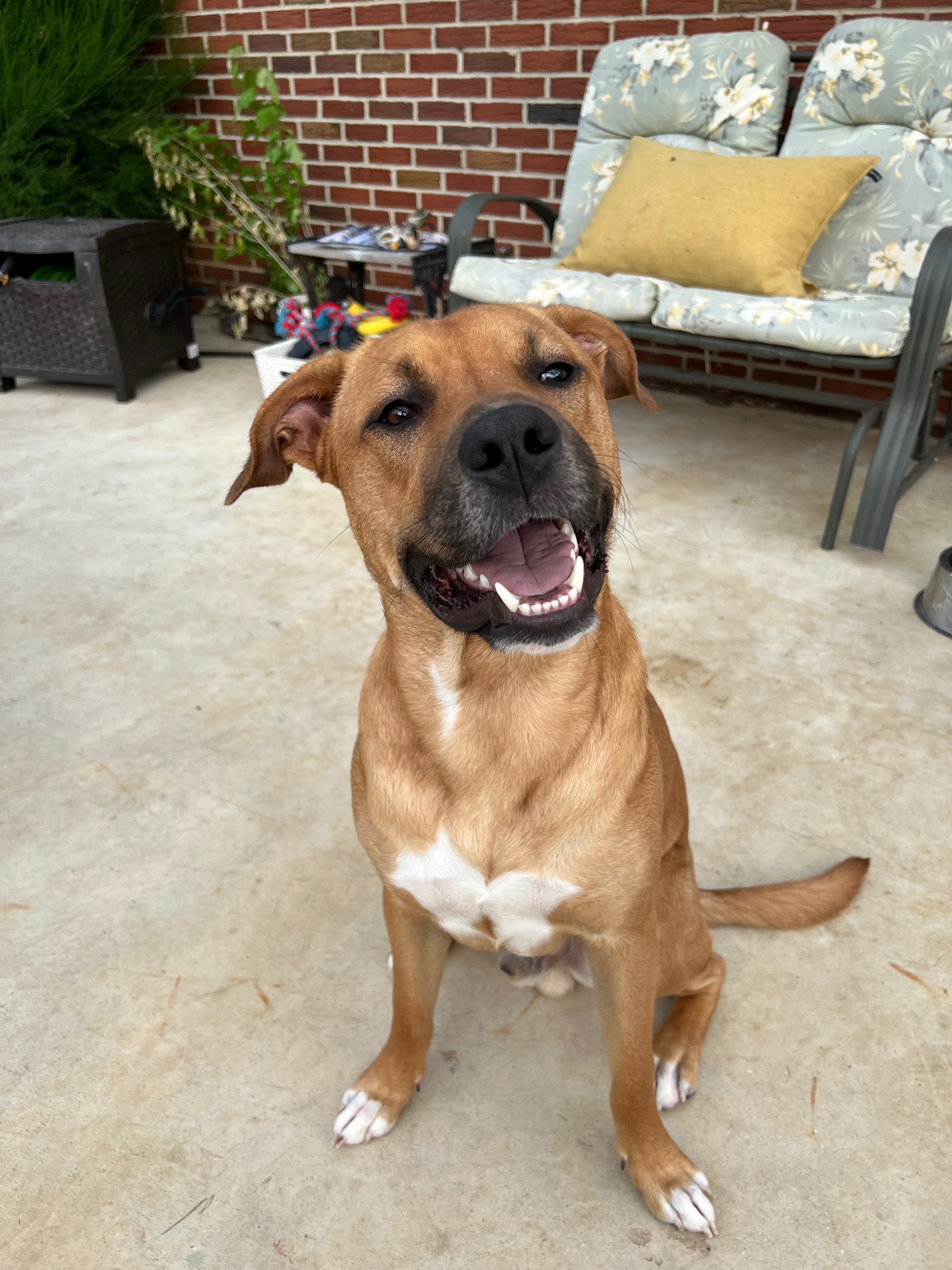 Help Frankie Run Again: Surgery Needed campaign photo, 5 of 7