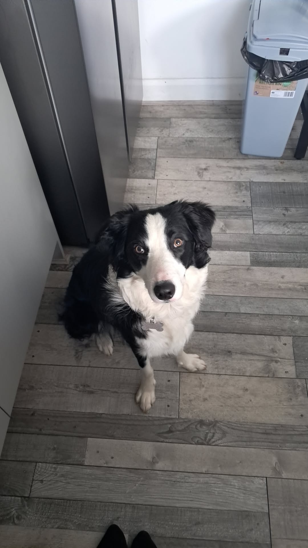 Help raise money for ivy's vet fees campaign photo, 7 of 8