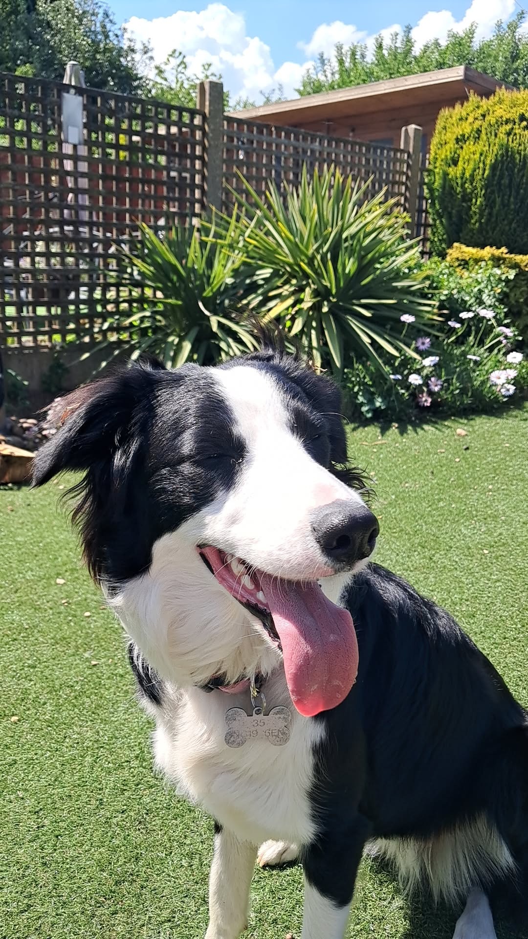 Help raise money for ivy's vet fees campaign photo, 2 of 8