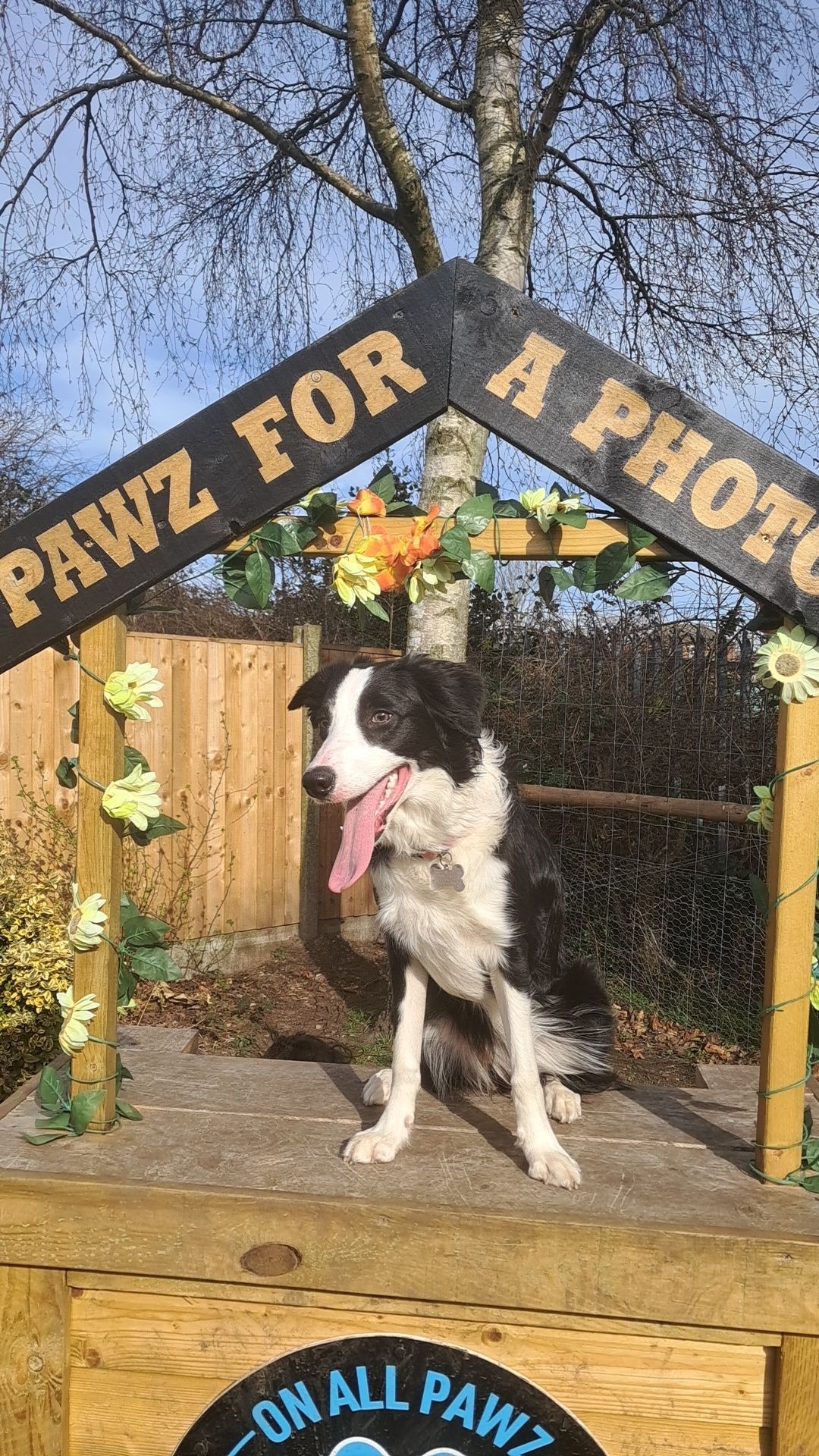 Help raise money for ivy's vet fees campaign photo, 5 of 8