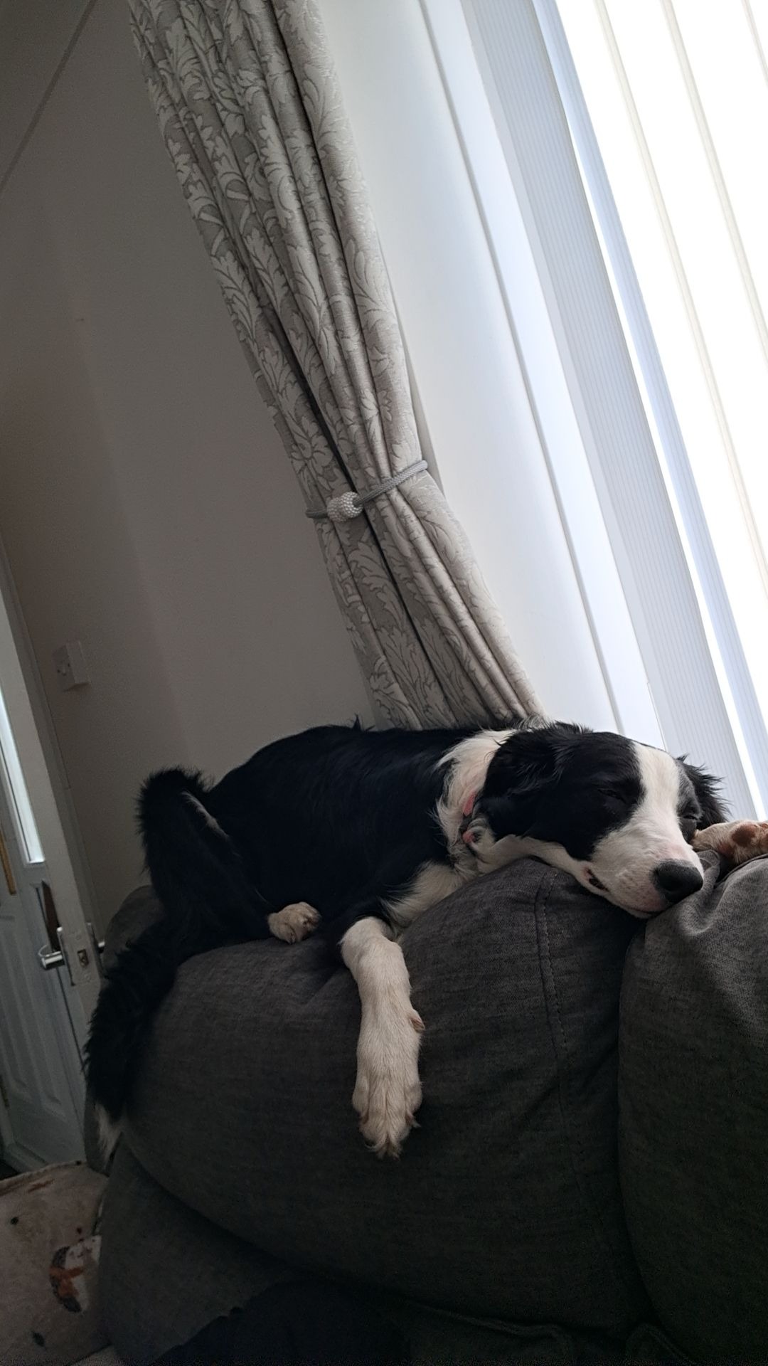 Help raise money for ivy's vet fees campaign photo, 6 of 8
