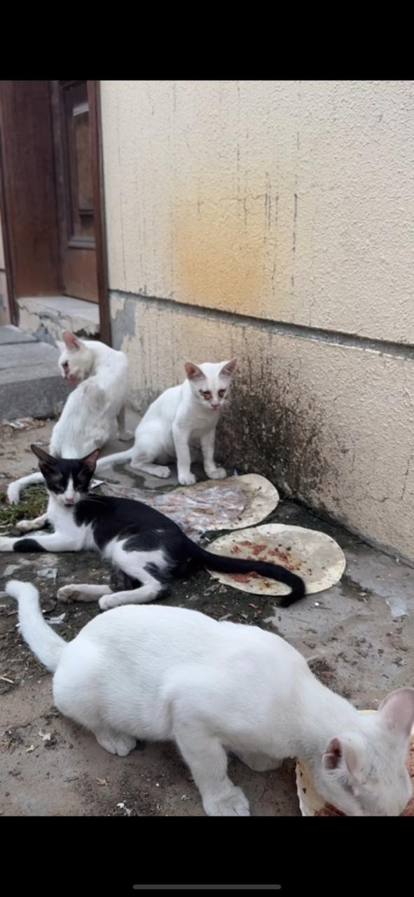 The Harsh Reality for a small colony of dumped cats in UAE campaign photo, 2 of 6