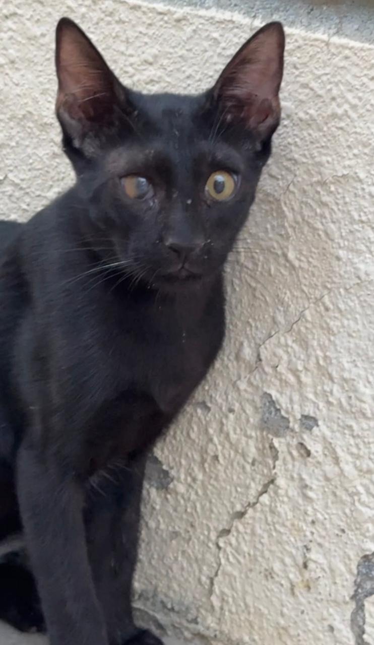 The Harsh Reality for a small colony of dumped cats in UAE campaign photo, 5 of 6