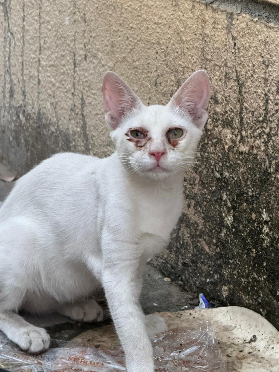 The Harsh Reality for a small colony of dumped cats in UAE campaign photo, 4 of 6