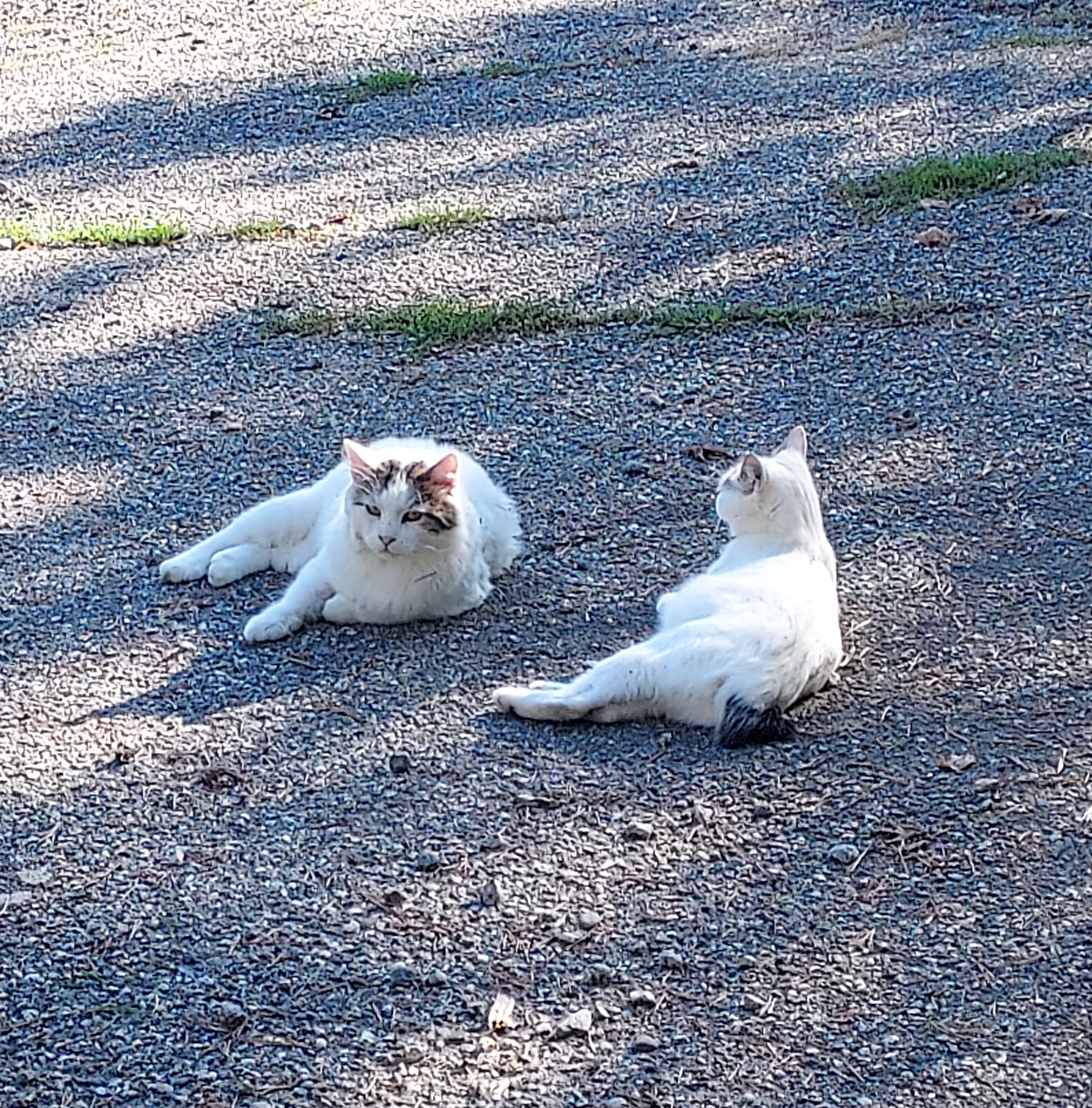Chatte errante gestante campaign photo, 2 of 6