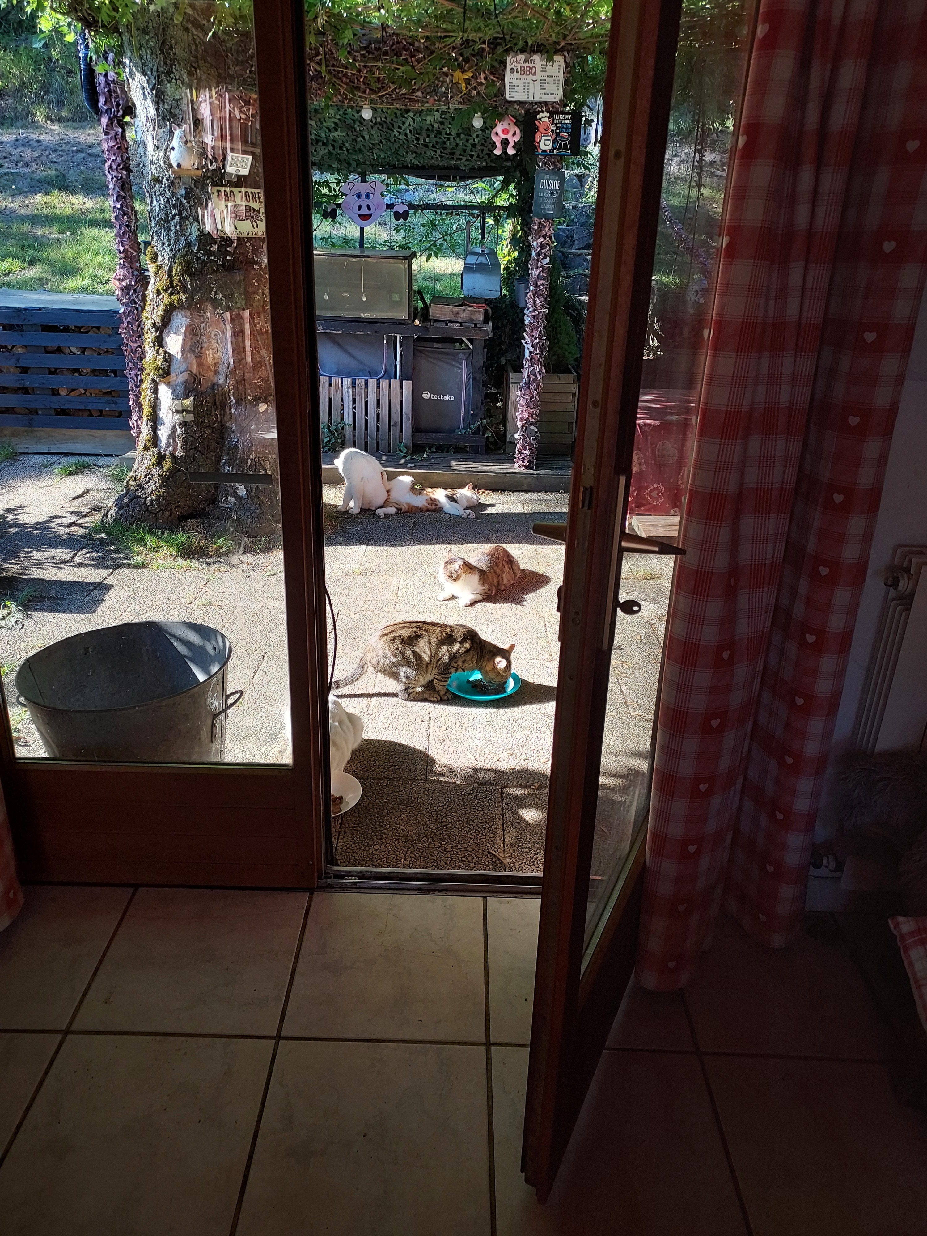Chatte errante gestante campaign photo, 4 of 6