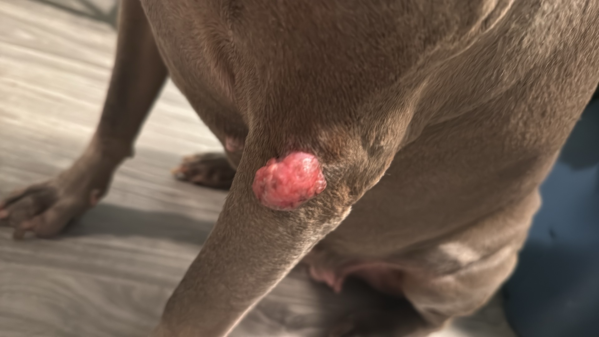 Help Nova Overcome Her Aggressive Tumor! campaign photo, 7 of 8