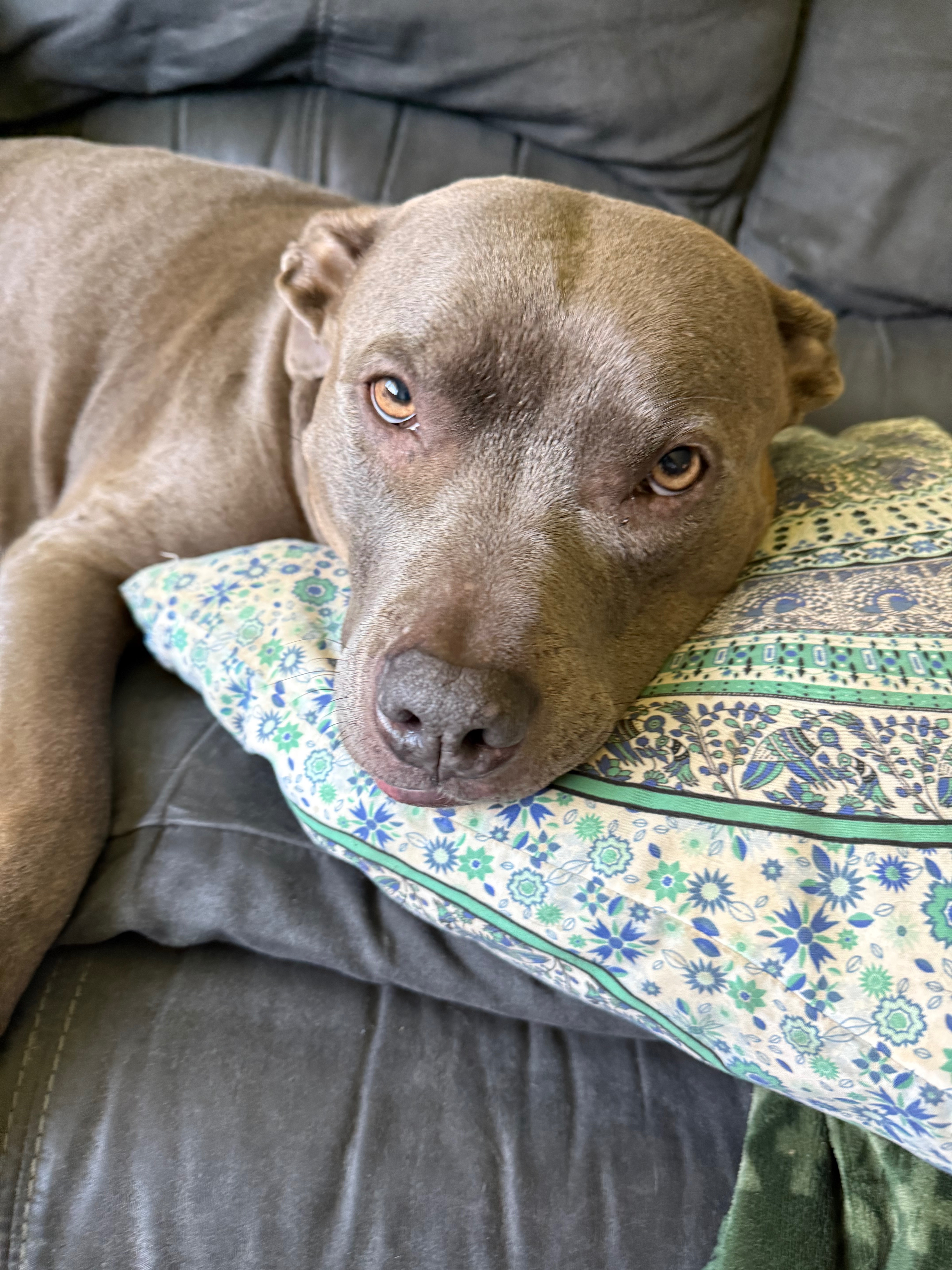 Help Nova Overcome Her Aggressive Tumor! campaign photo, 2 of 8