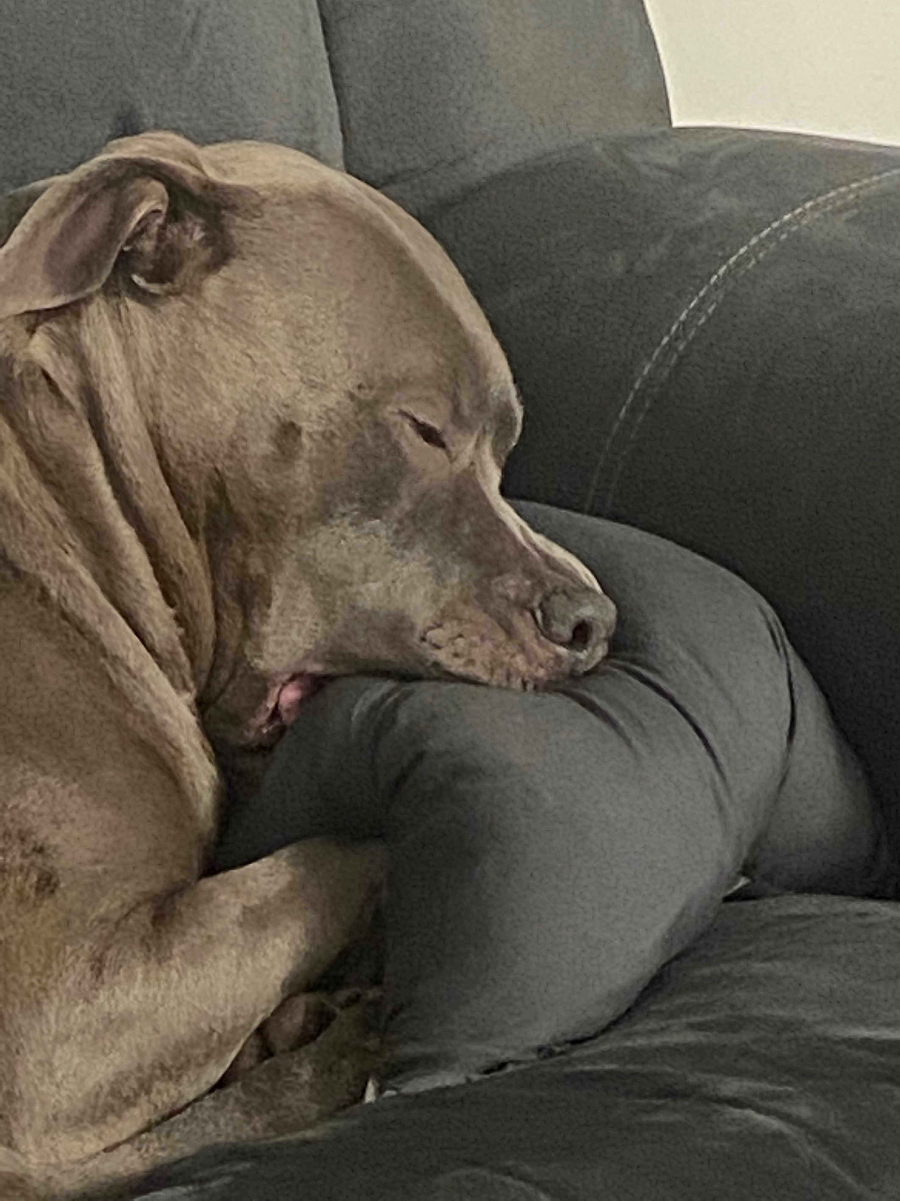 Help Nova Overcome Her Aggressive Tumor! campaign photo, 4 of 8