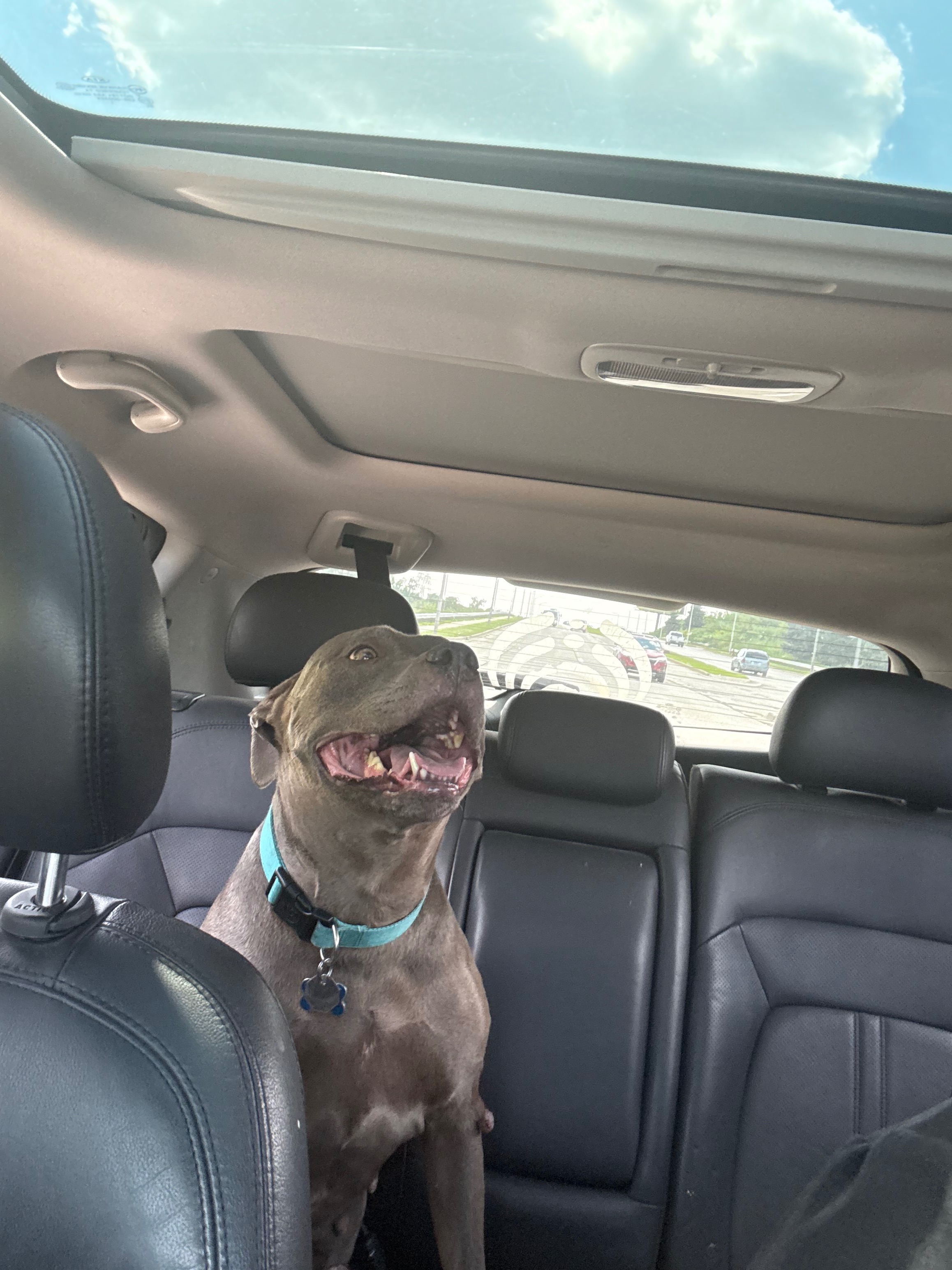 Help Nova Overcome Her Aggressive Tumor! campaign photo, 5 of 8