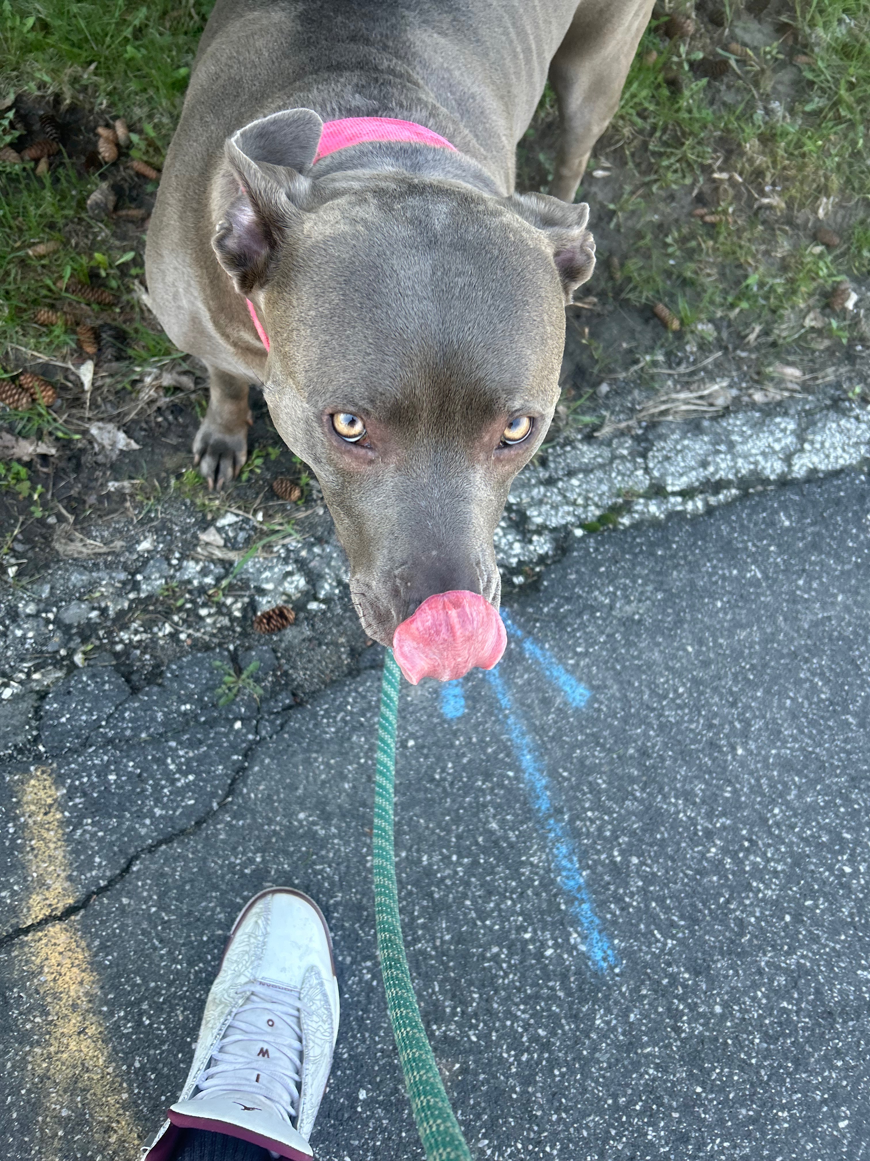 Help Nova Overcome Her Aggressive Tumor! campaign photo, 6 of 8