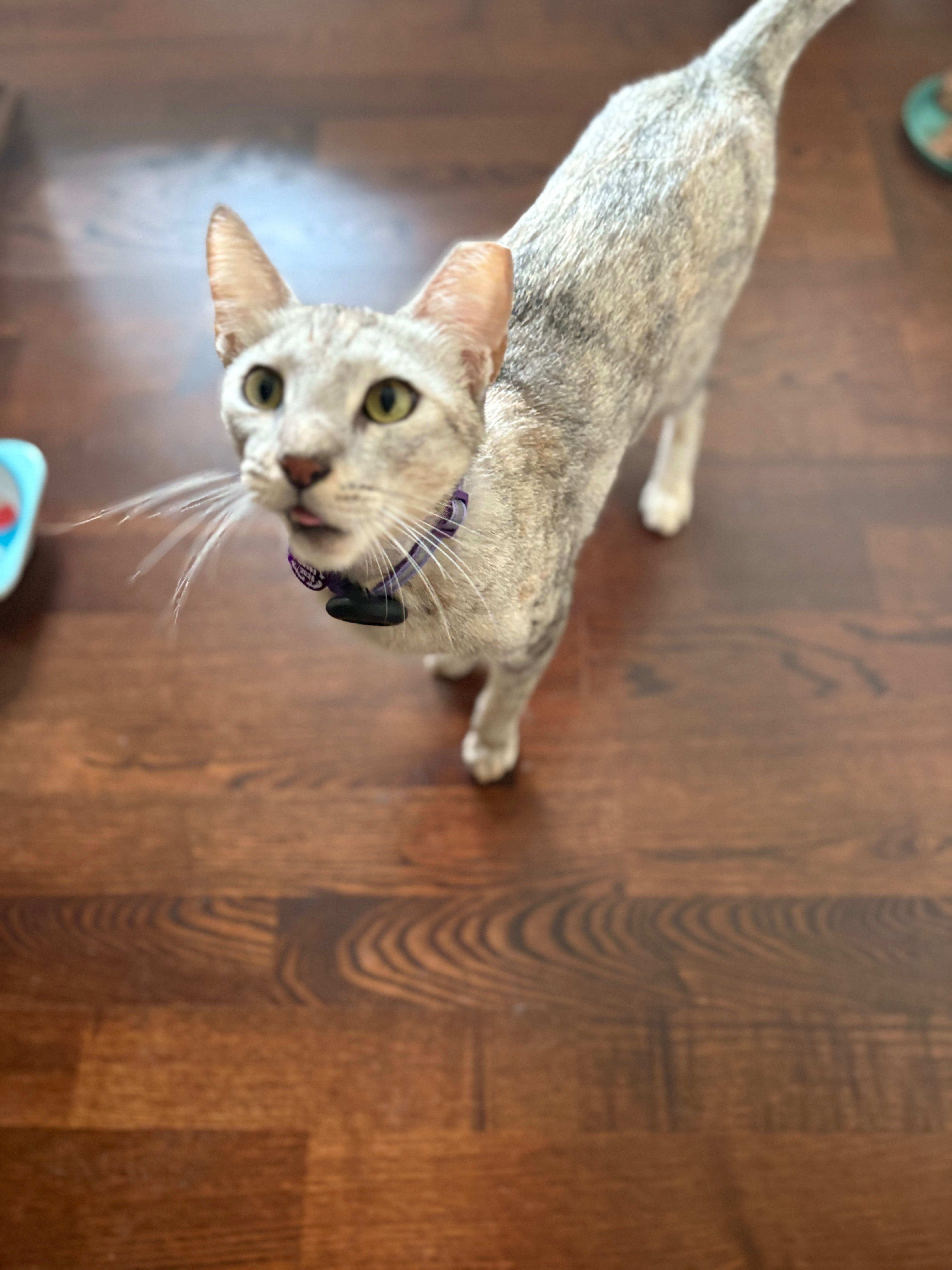 Get these gorgeous cats to the UK to start a new life campaign photo, 2 of 6