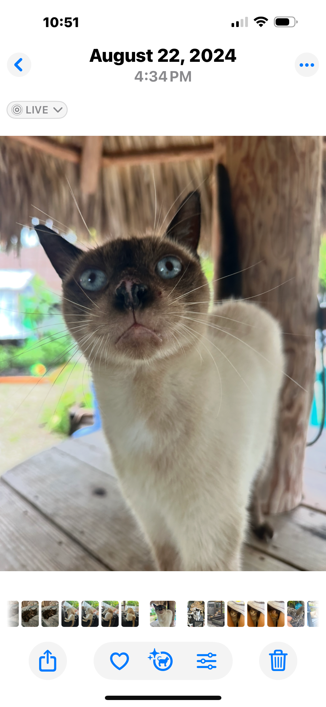 Help Coco Heal as he is in need of urgent care for his mouth campaign photo, 5 of 6