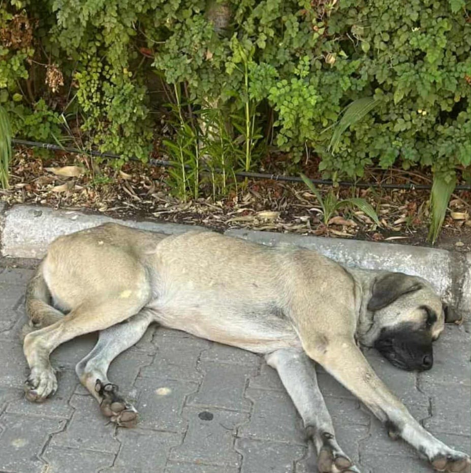 Aslan the rescue Turkish street dog campaign photo, 2 of 6