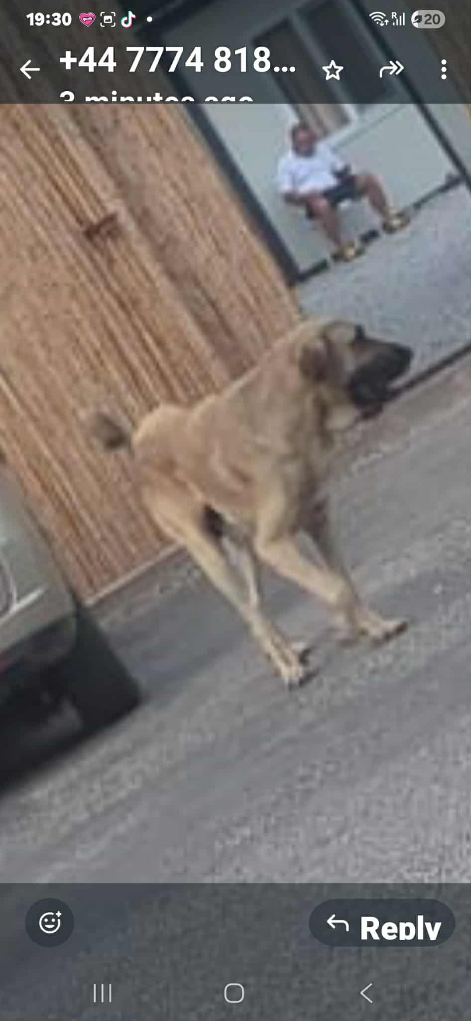 Aslan the rescue Turkish street dog campaign photo, 5 of 6