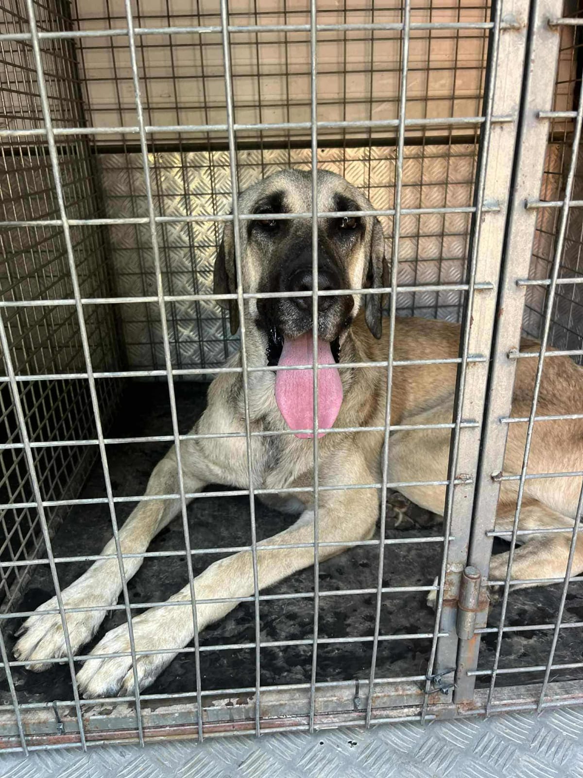 Aslan the rescue Turkish street dog campaign photo, 4 of 6