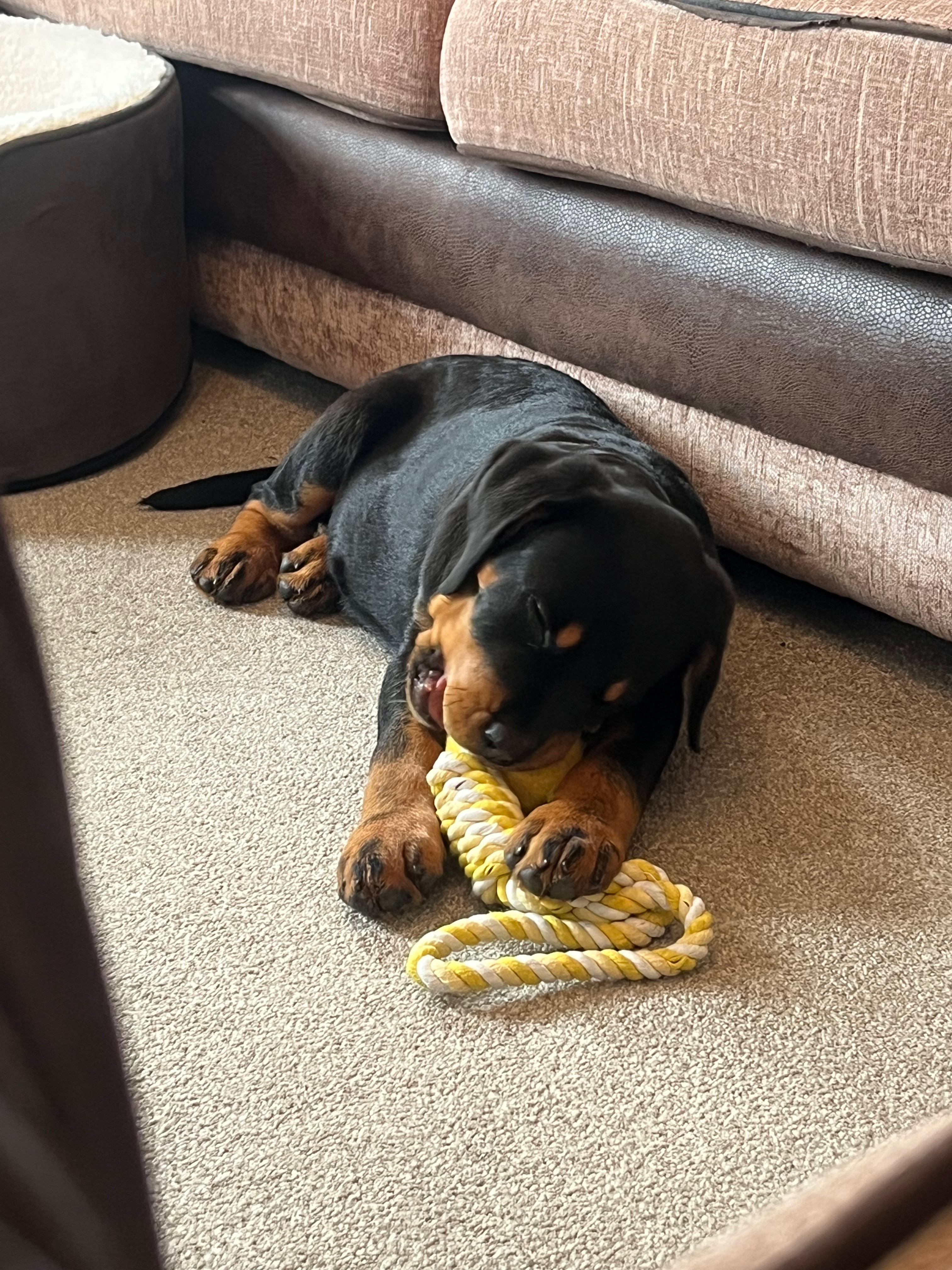 Help Rocko Beat Parvo: A Rottweiler’s Fight for Life. campaign photo, 6 of 6