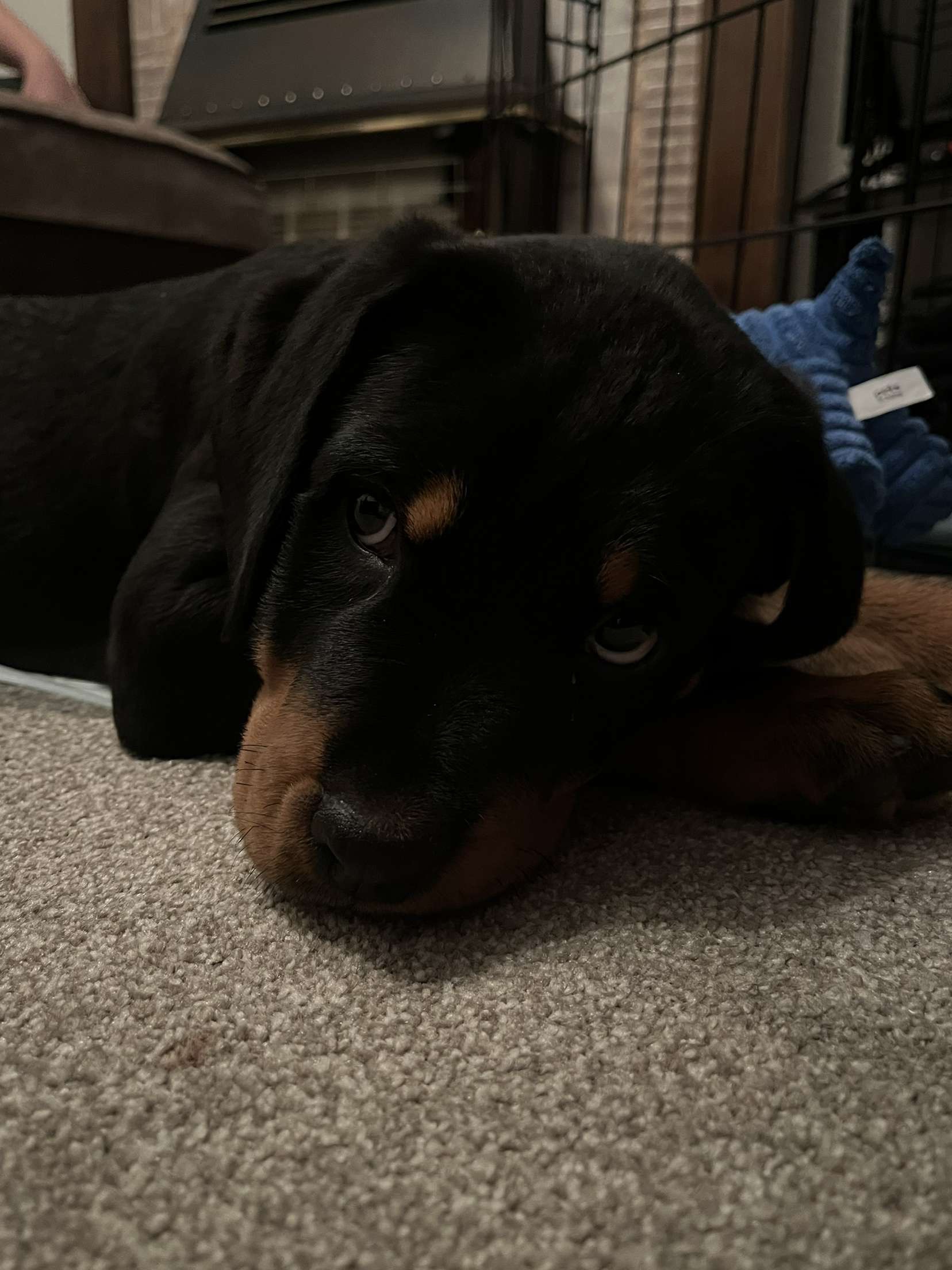 Help Rocko Beat Parvo: A Rottweiler’s Fight for Life. campaign photo, 4 of 6