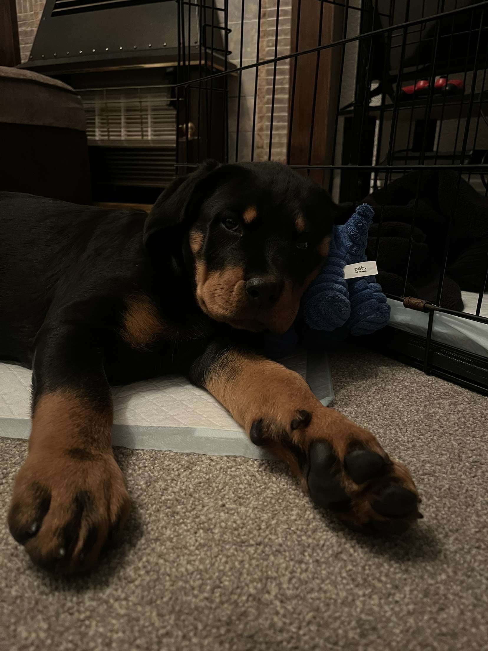 Help Rocko Beat Parvo: A Rottweiler’s Fight for Life. campaign photo, 2 of 6