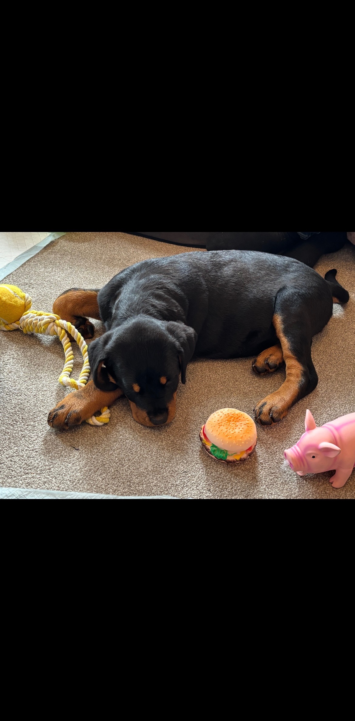 Help Rocko Beat Parvo: A Rottweiler’s Fight for Life. campaign photo, 5 of 6