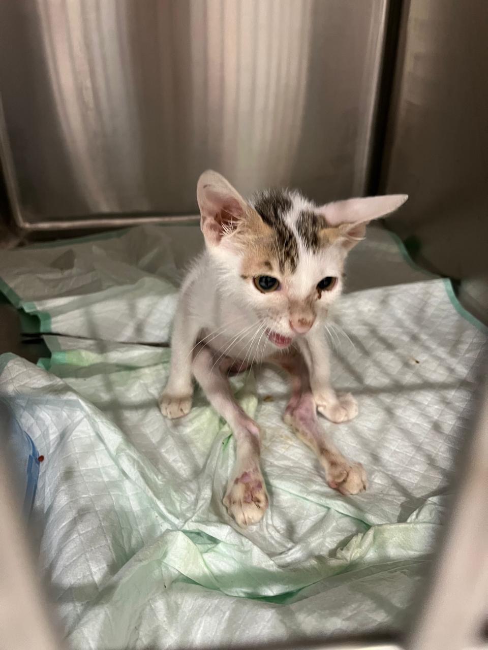 Bobby’s Journey to a New Life campaign photo, 2 of 6