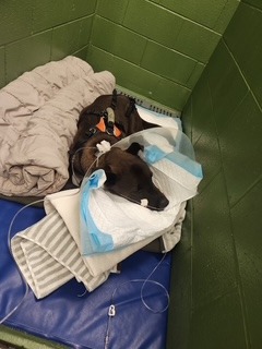 Help Tabs Cover Max's Medical Expenses campaign photo, 4 of 5