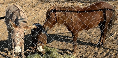 Non-profit animal rescue needs help campaign photo, 4 of 6