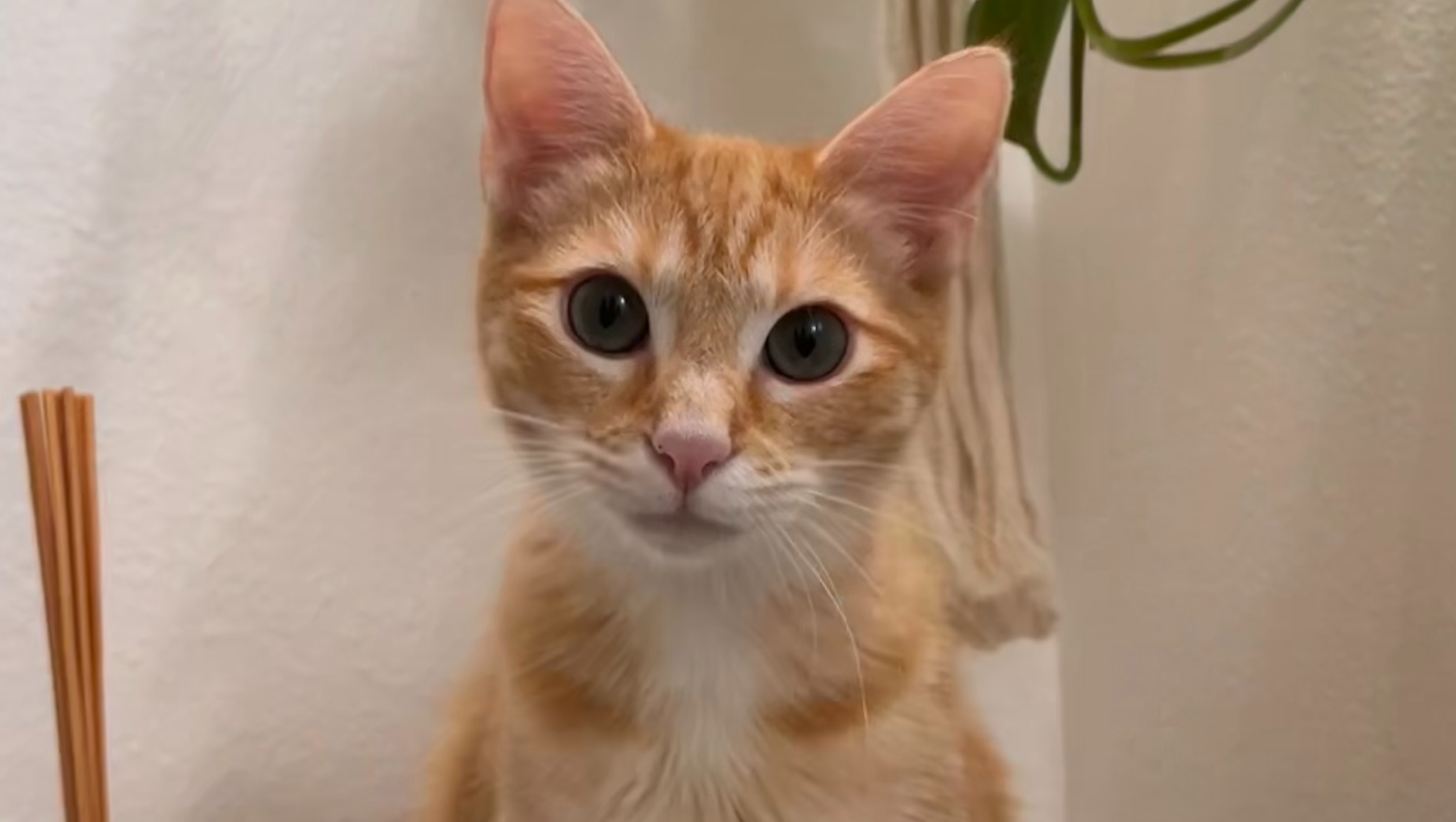 Help Benji Walk Again